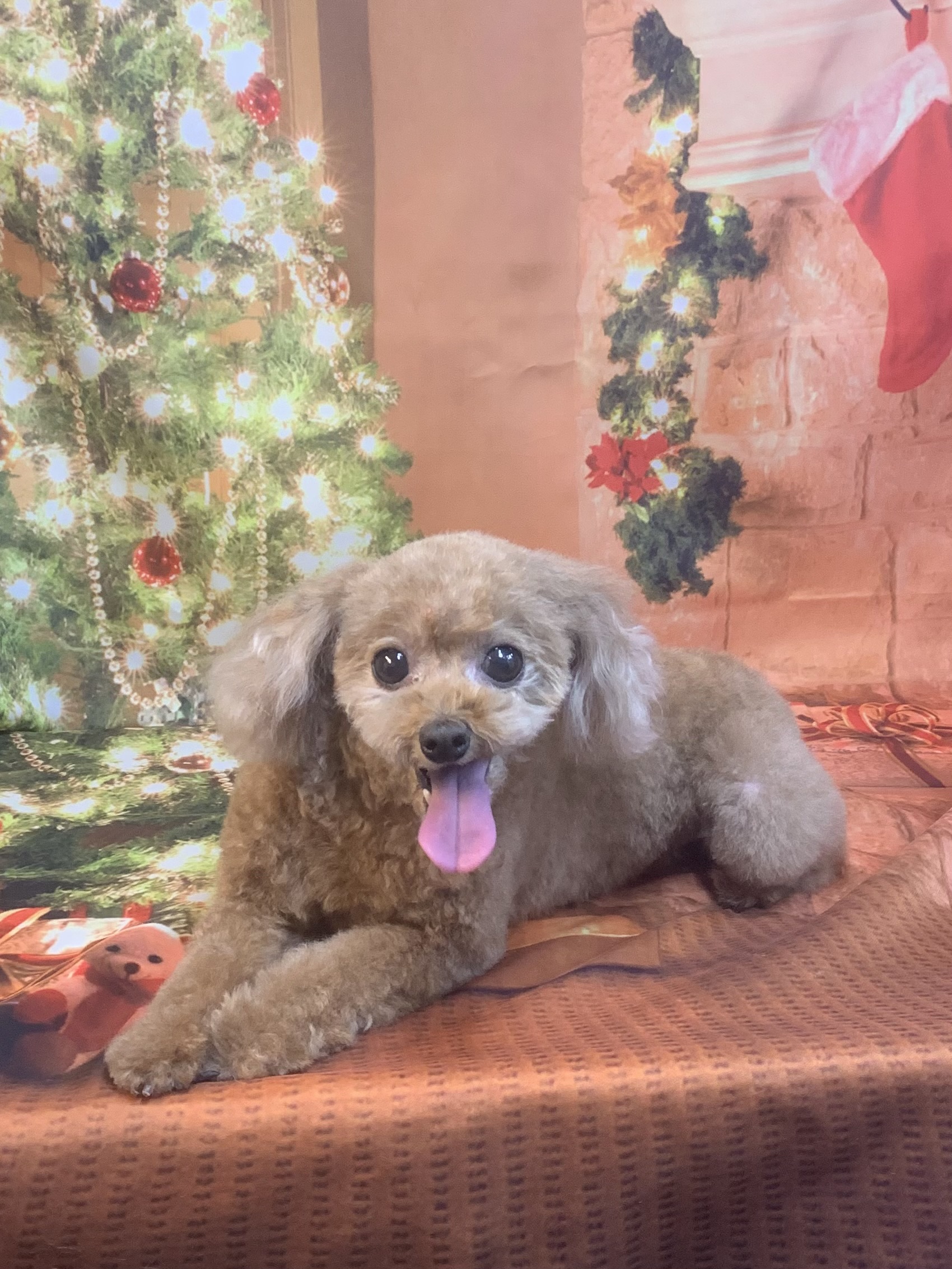 守谷市でトリミングです。ニーナちゃん　(トイプードル女の子　シャンプー＆カットコースです。)