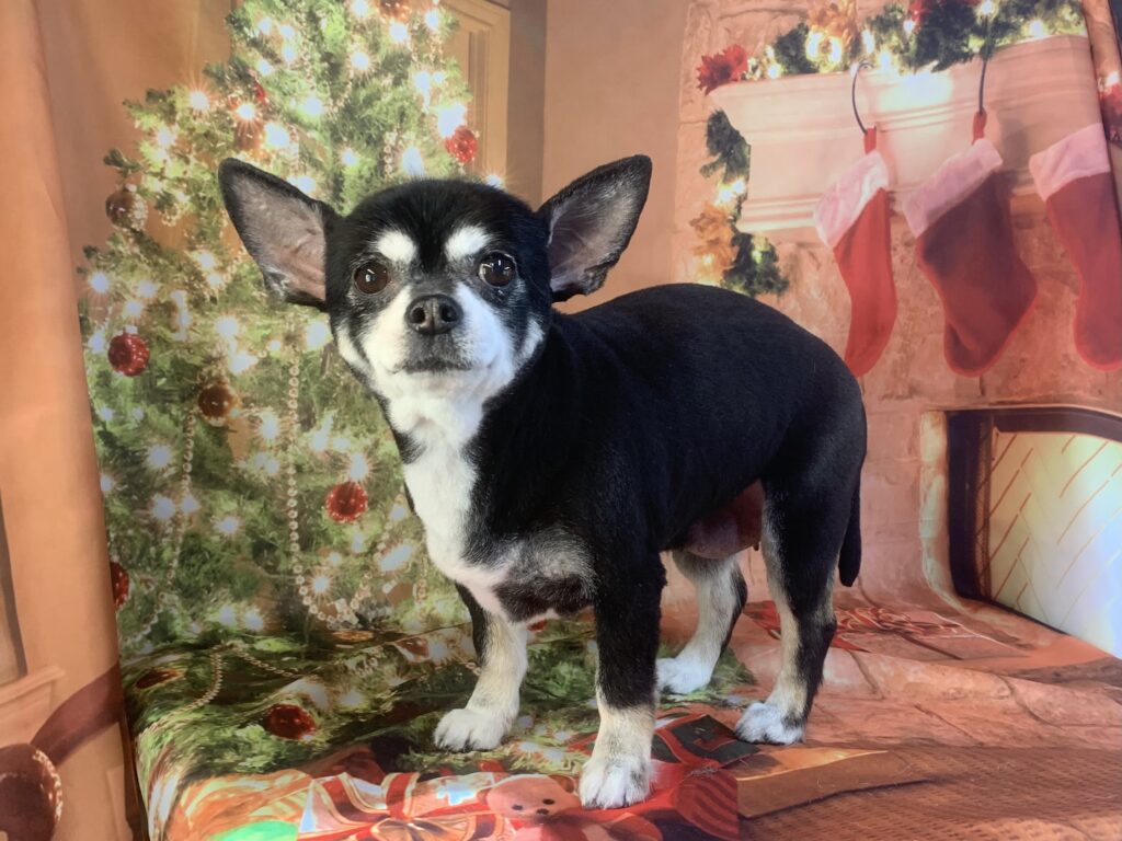 龍ヶ崎市でトリミングです。ちぃちゃん　(チワワ女の子　シャンプー＆カットコースです。)