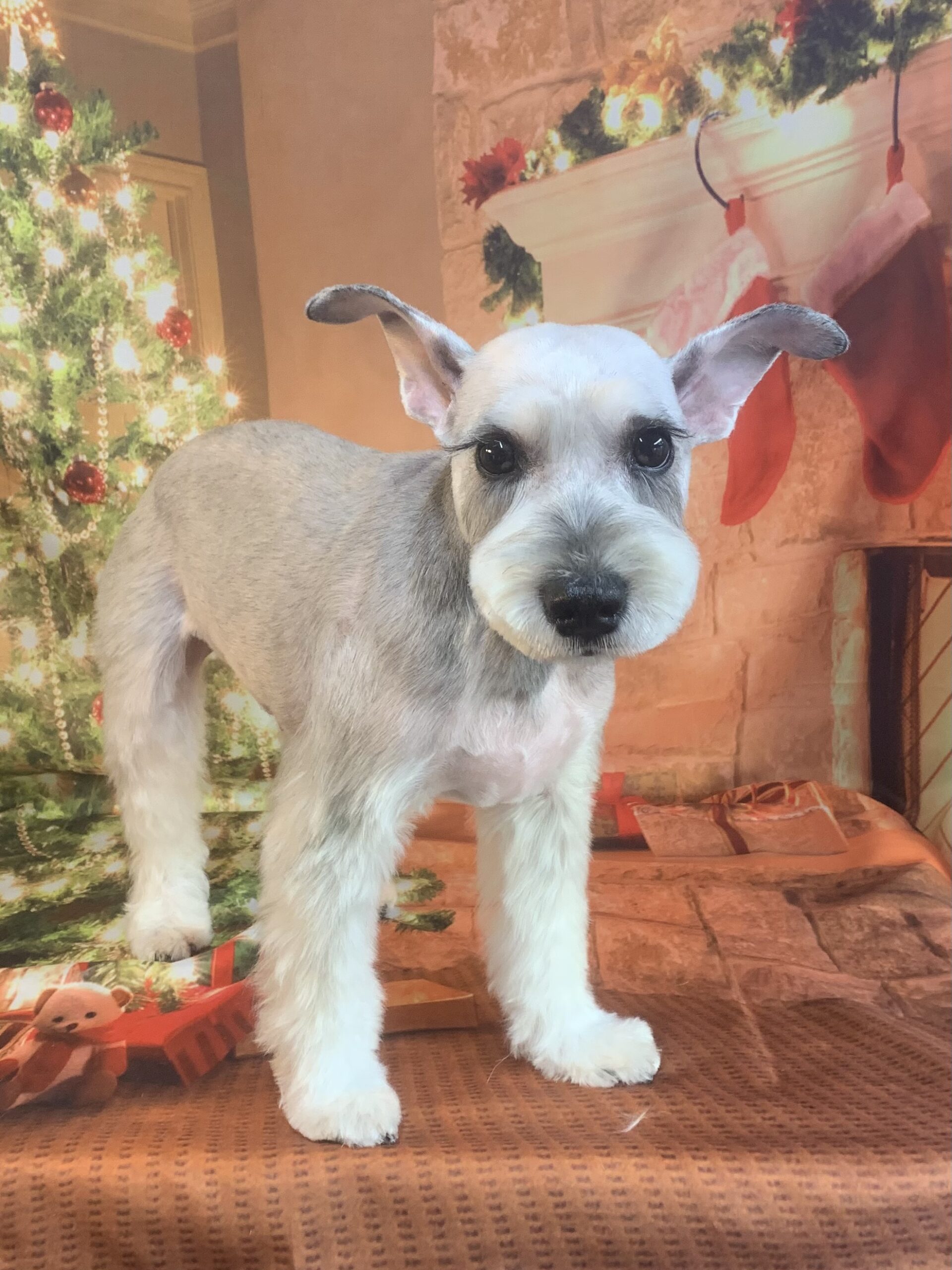 つくば市でトリミングです。ワカくん　(ミニチュアシュナウザー男の子　シャンプー＆カットコースです。)