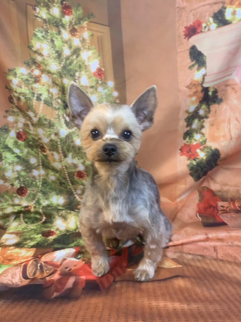 つくばみらい市でトリミングです。マロンくん　(ヨークシャーテリア男の子　シャンプー＆カットコースです。)