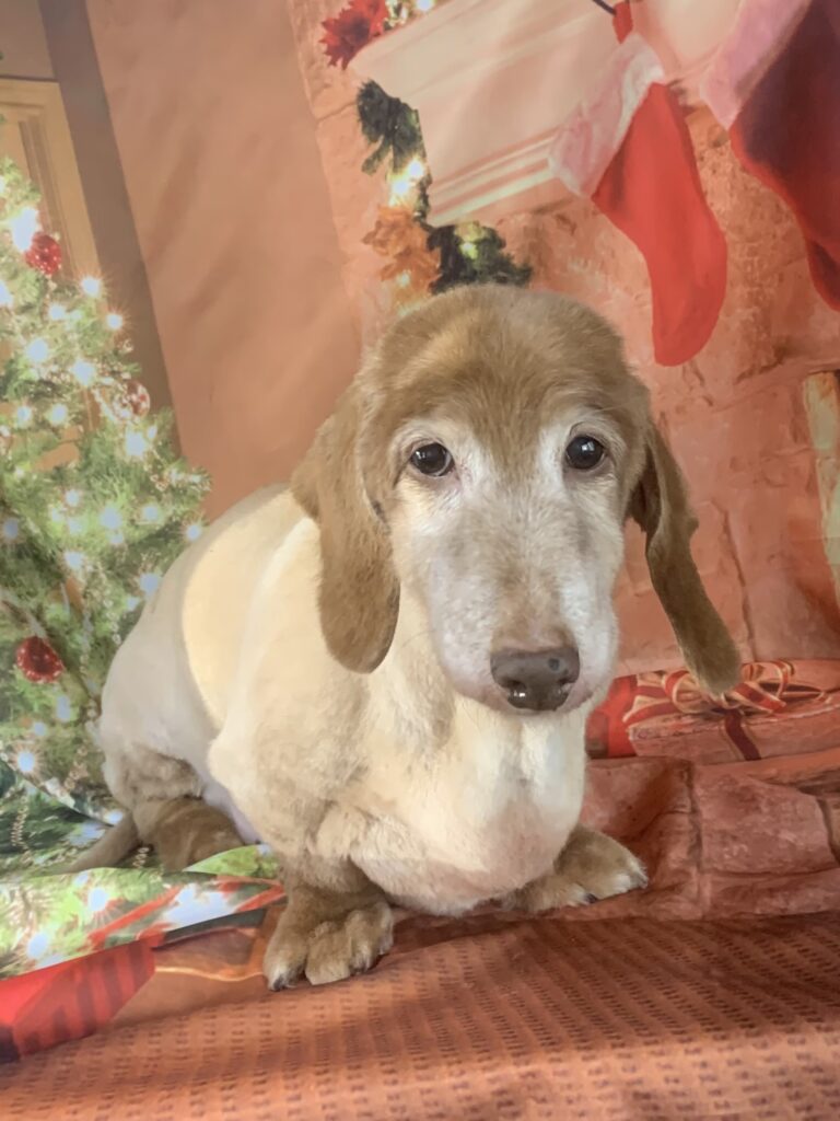 守谷市でトリミングです。テンくん　(ミニチュアダックスフンド男の子　シャンプー＆カットコースです。)