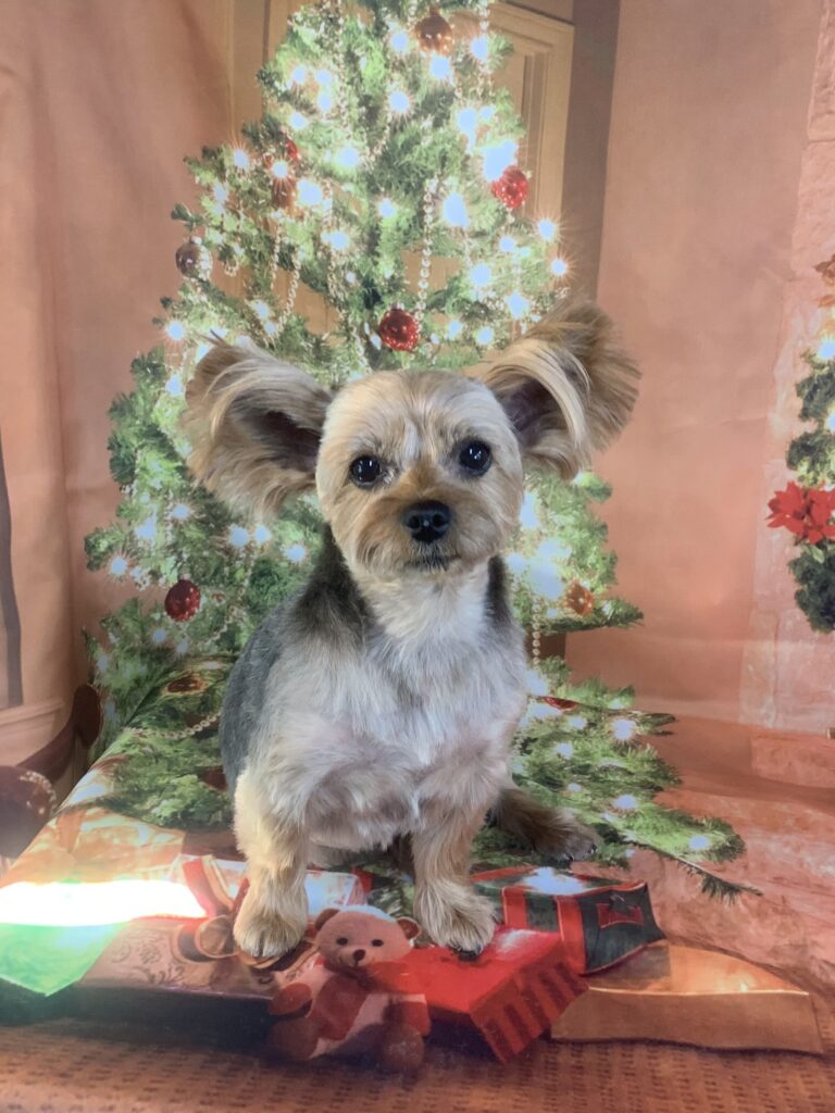 龍ヶ崎市でトリミングです。こむぎちゃん　(ヨークシャーテリア女の子　シャンプー＆カットコースです。)