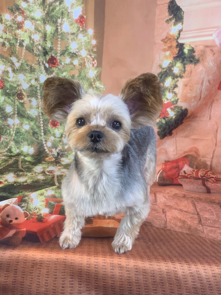 つくば市でトリミングです。あずきちゃん　(ヨークシャーテリア女の子　シャンプー＆カットコースです。)