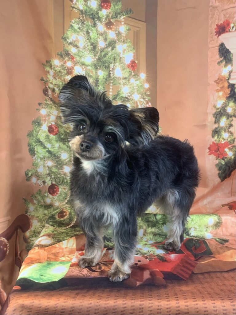 つくば市でトリミングです。クレオちゃん　(ヨークシャーテリア女の子　シャンプー＆カットコースです。)