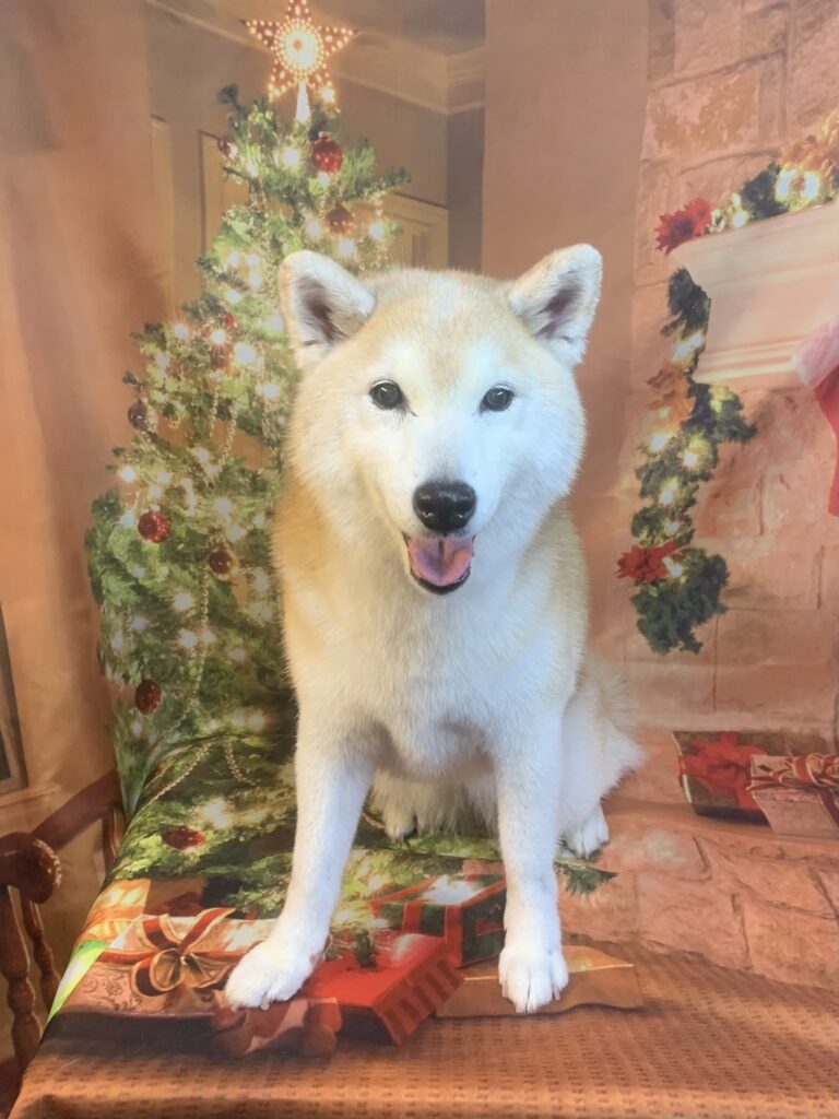 守谷市でトリミングです。シバちゃん　(柴犬女の子　シャンプーコース(お手入れ)です。)