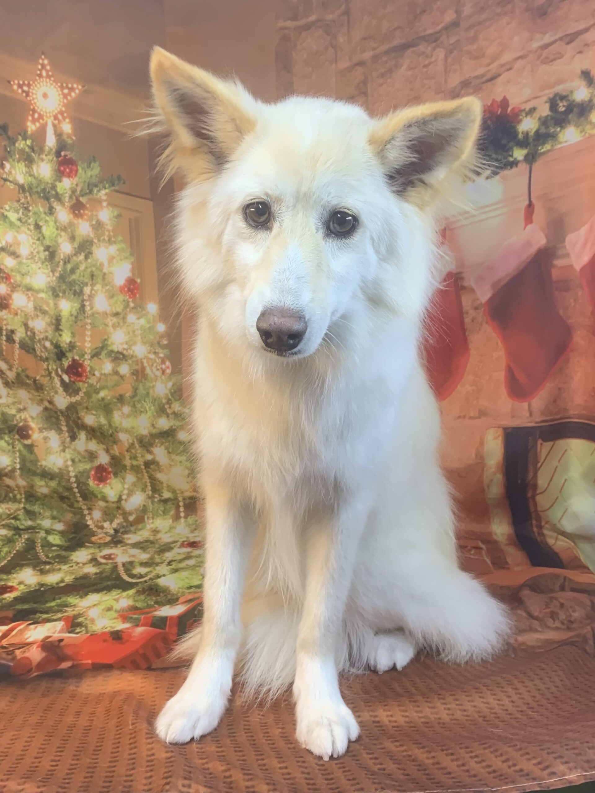 龍ヶ崎市でトリミングです。リンちゃん　(中型中毛ＭＩＸ犬女の子　シャンプーコースです。)