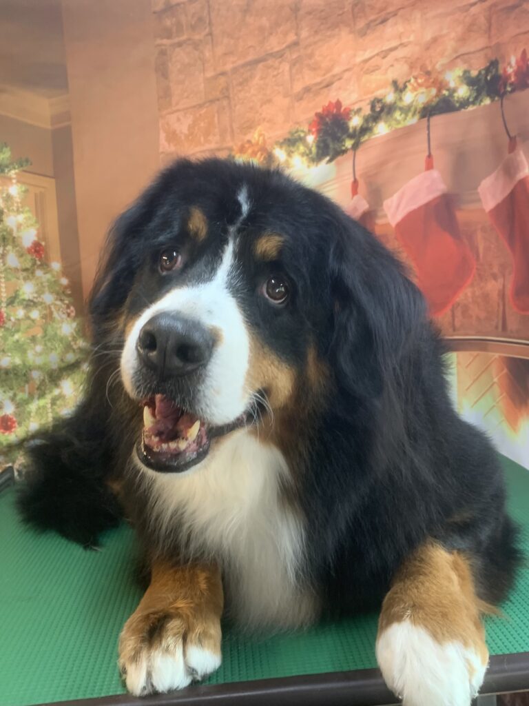 つくば市でトリミングです。オハナちゃん　(バーニーズマウンテンドッグ女の子　シャンプーコースです。)