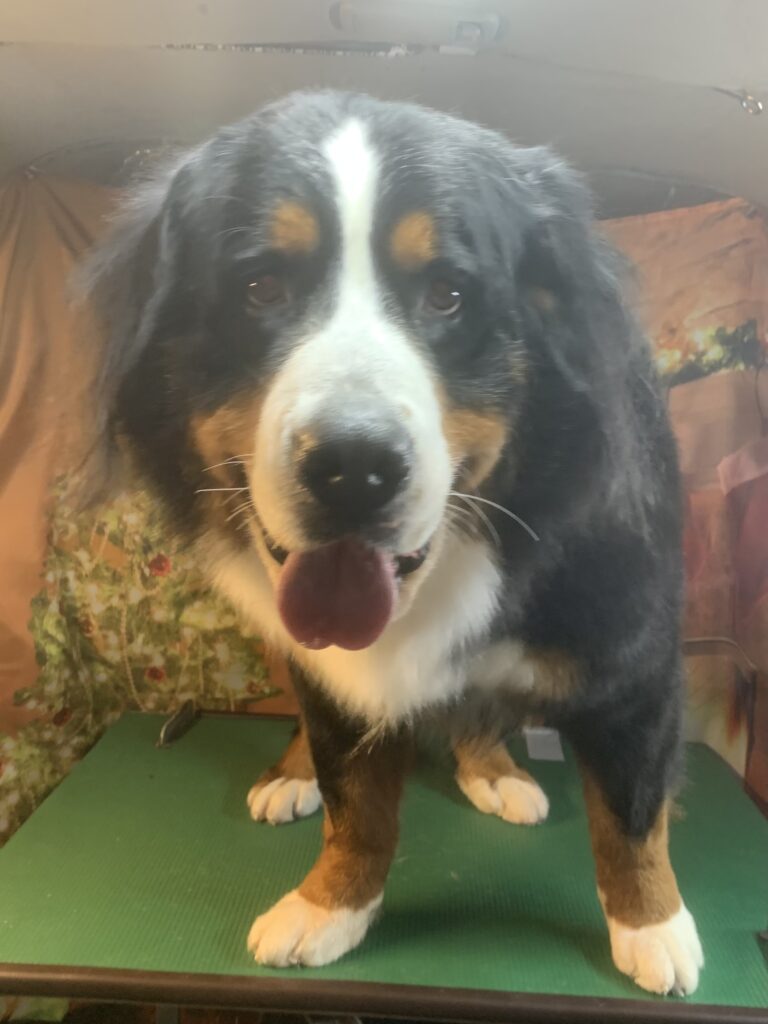 つくば市でトリミングです。アロハちゃん　(バーニーズマウンテンドッグ女の子　シャンプーコースです。)