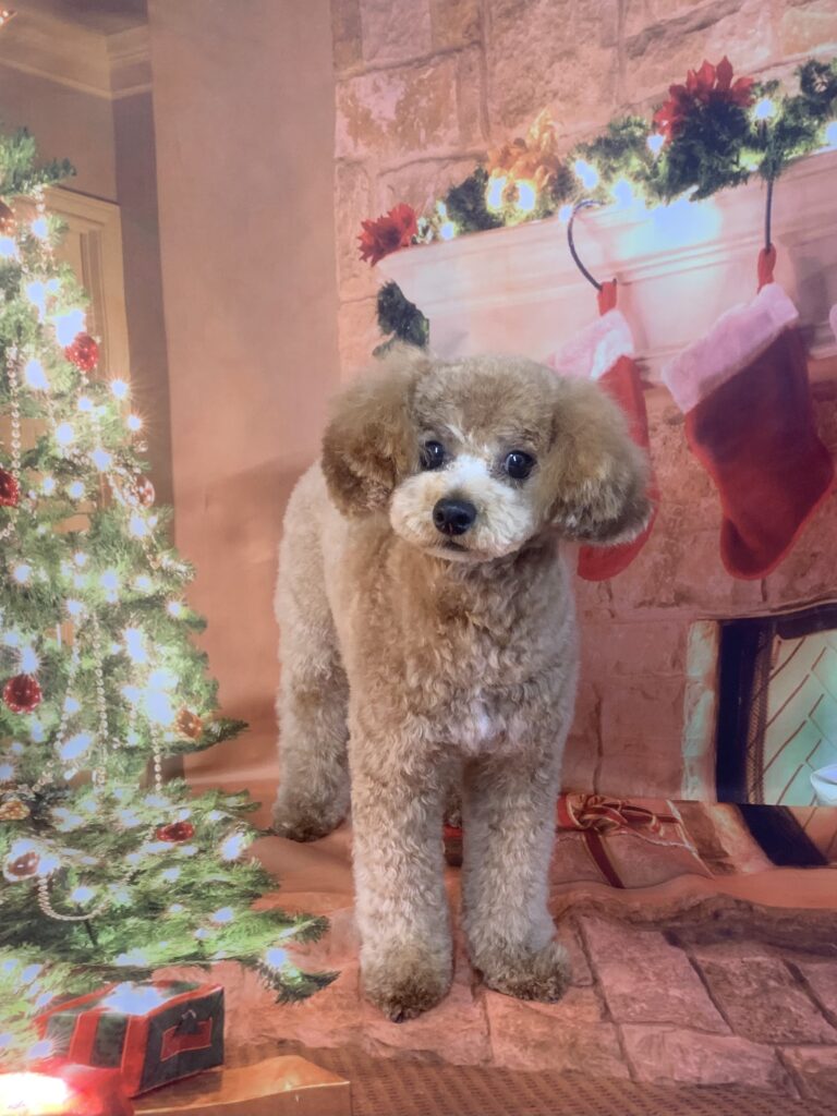 守谷市でトリミングです。パムくん　(トイプードル男の子　シャンプー＆カットコースです。)