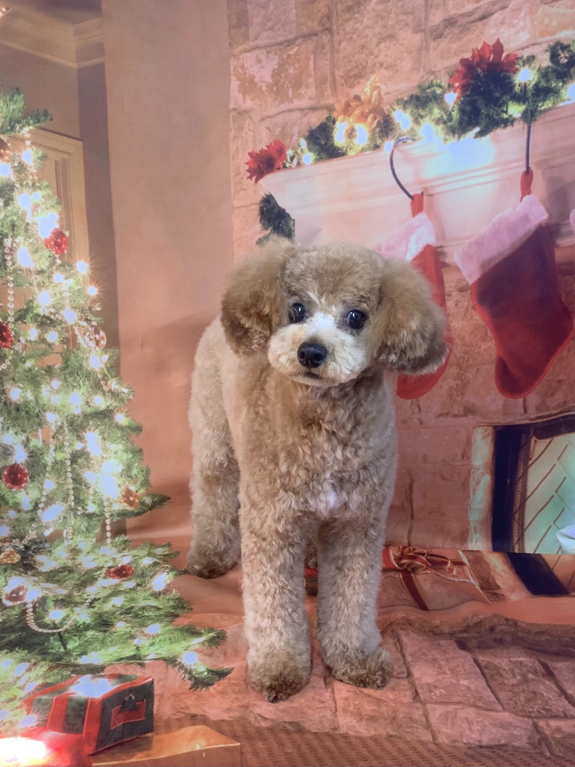 守谷市でトリミングです。パムくん　(トイプードル男の子　シャンプー＆カットコースです。)