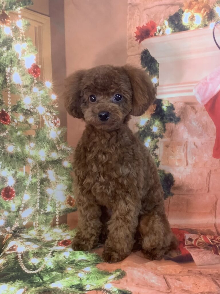 守谷市でトリミングです。ラムちゃん　(トイプードル女の子　シャンプー＆カットコースです。)