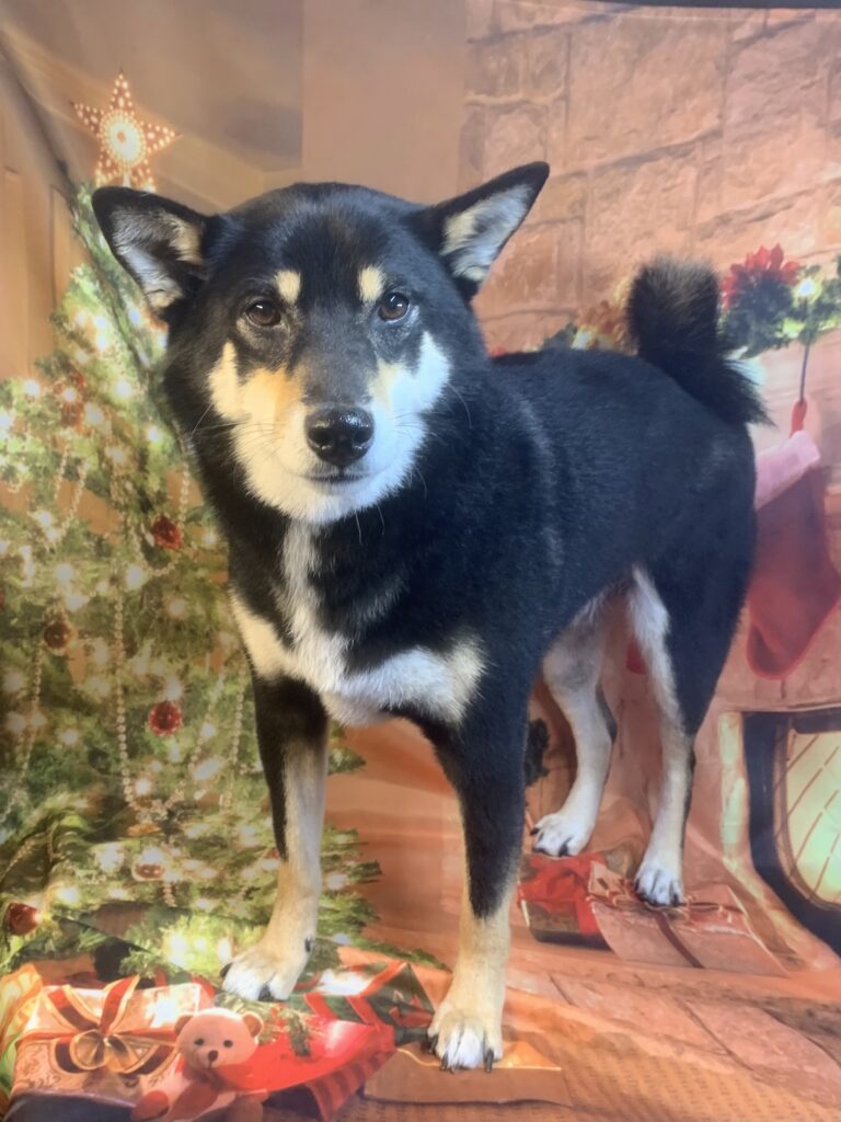 つくば市でトリミングです。しゅんたくん　(柴犬男の子　(シャンプーコース)です。)