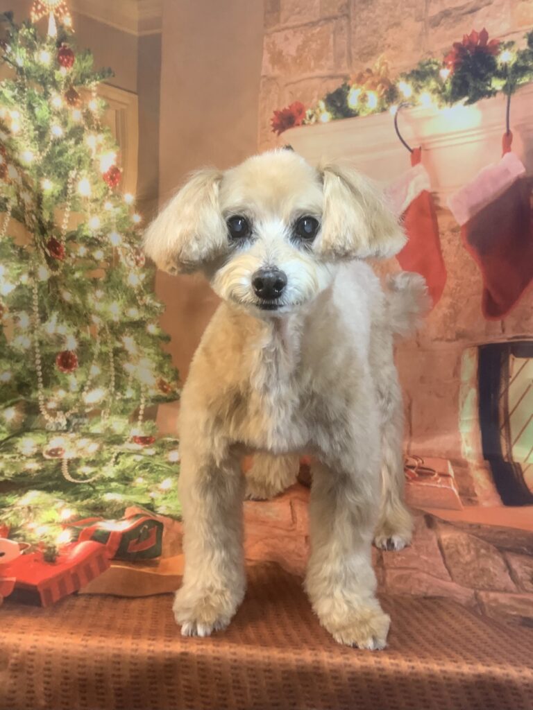 つくばみらい市でトリミングです。ぱるくん　(トイプードルＭＩＸ男の子　シャンプー＆カットコースです。)