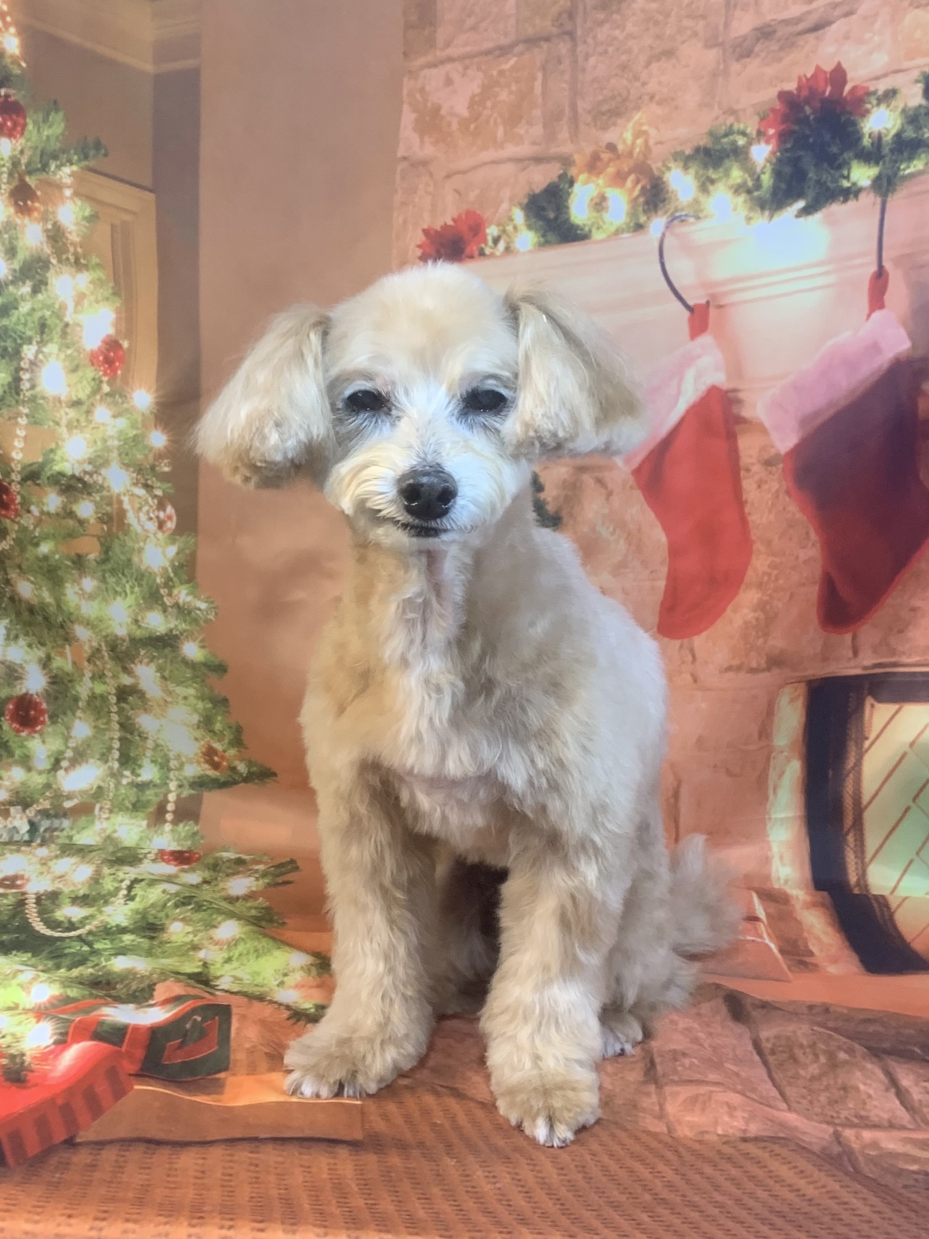 つくばみらい市でトリミングです。ぱるくん　(トイプードルＭＩＸ男の子　シャンプー＆カットコースです。)