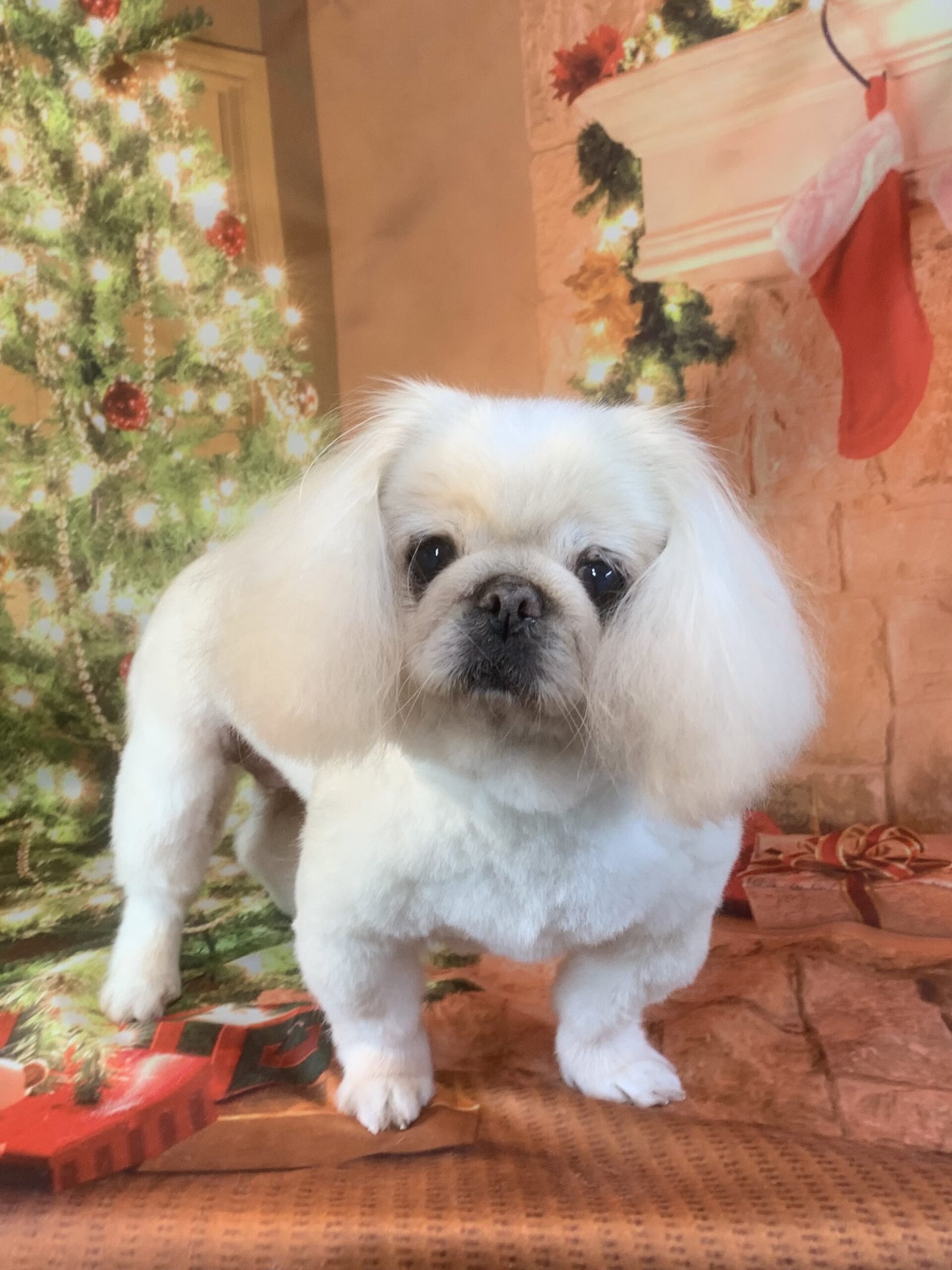 守谷市でトリミングです。てんちゃん　(ペキニーズ女の子　シャンプー＆カットコースです。)