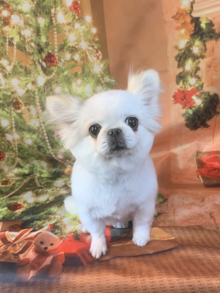 龍ヶ崎市でトリミングです。ふうちゃん　(ペキニーズ×チワワ女の子　シャンプー＆カットコースです。)