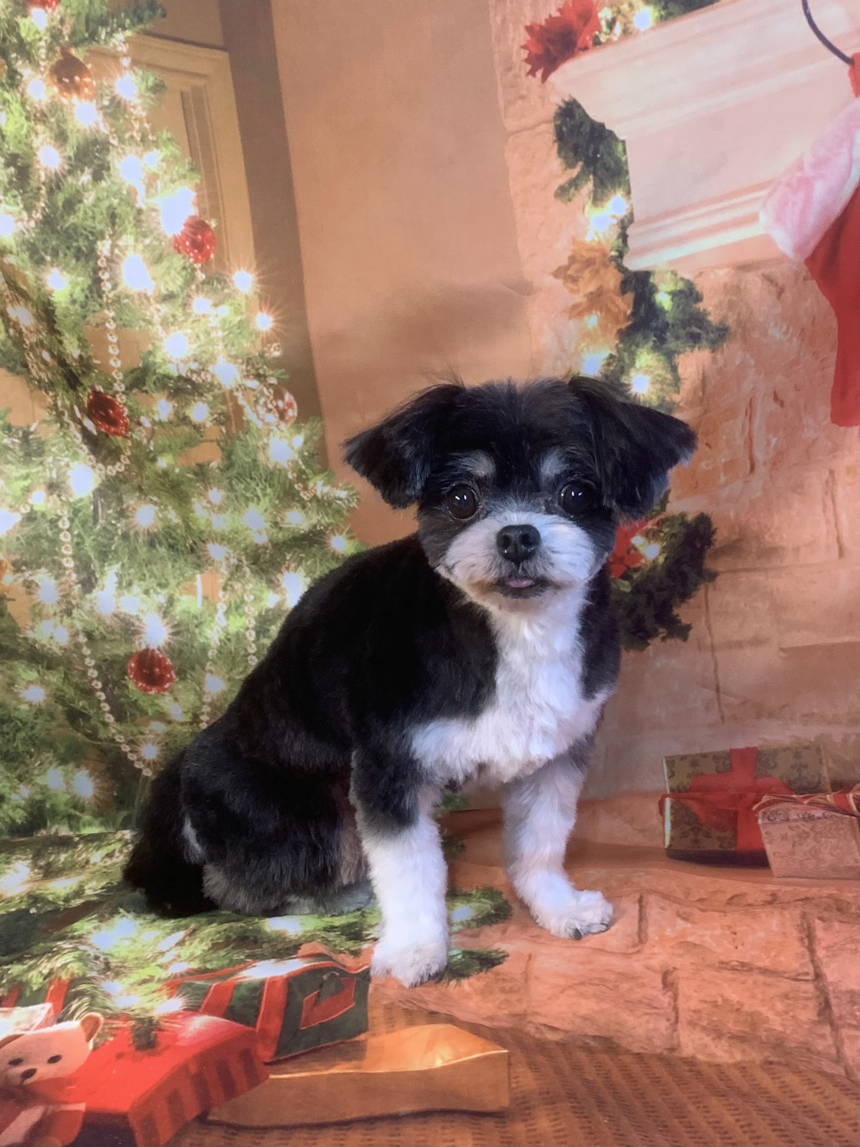 つくば市でトリミングです。らいくん　(マルチーズＭＩＸ男の子　シャンプー＆カットコースです。)