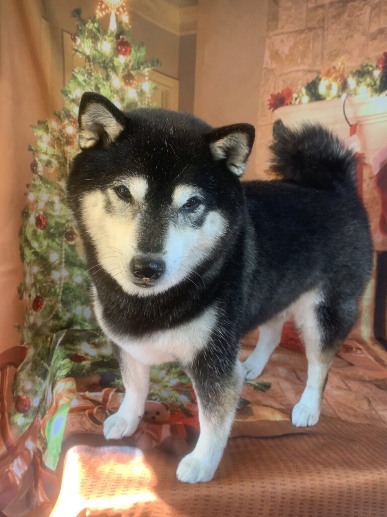 つくばみらい市でトリミングです。ココロちゃん　(柴犬女の子　シャンプーコースです。)