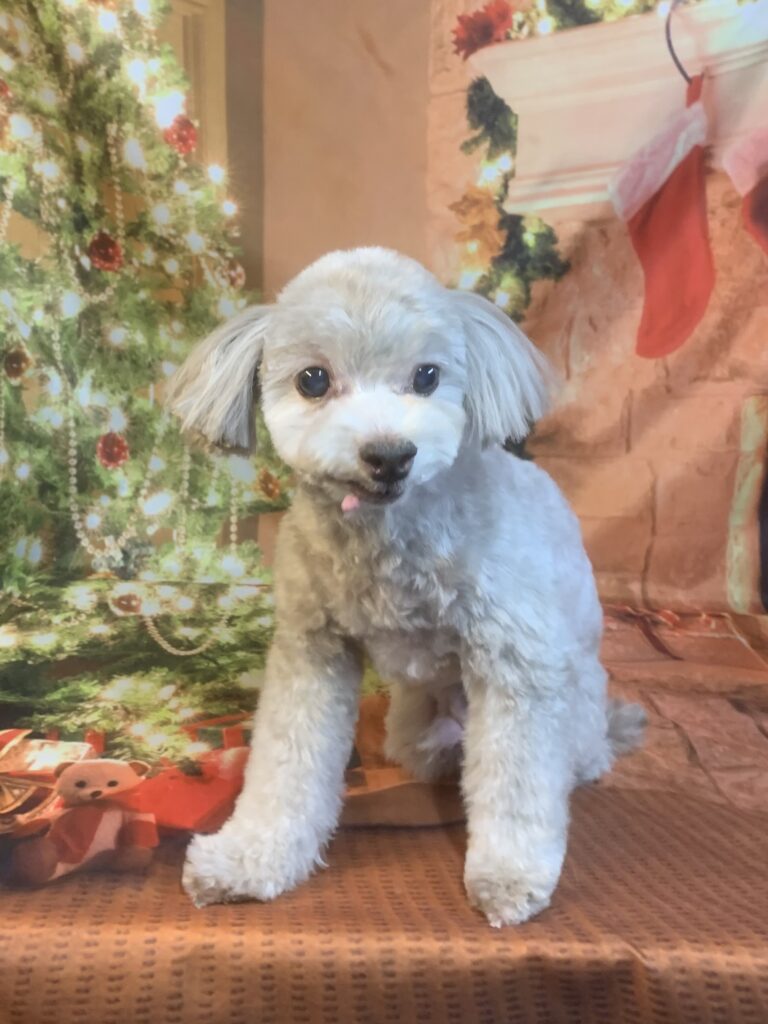 守谷市でトリミングです。クロエくん　(トイプードルＭＩＸ男の子　シャンプー＆カットコースです。)