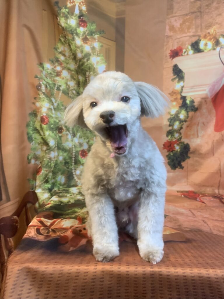 守谷市でトリミングです。クロエくん　(トイプードルＭＩＸ男の子　シャンプー＆カットコースです。)