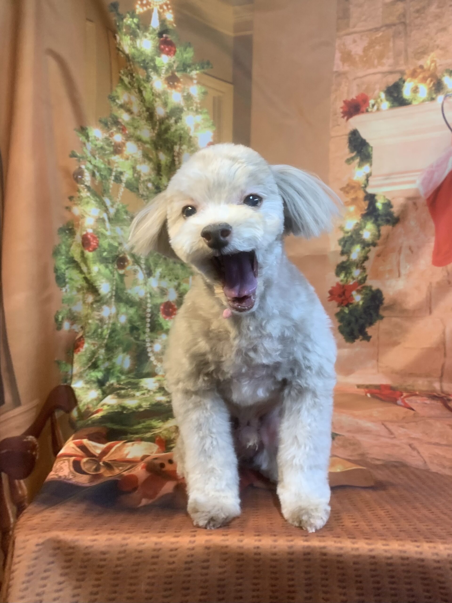 守谷市でトリミングです。クロエくん　(トイプードルＭＩＸ男の子　シャンプー＆カットコースです。)