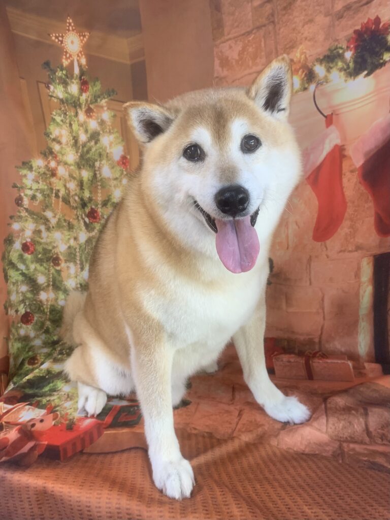 龍ヶ崎市でトリミングです。福くん　(柴犬男の子　シャンプーコース(お手入れ)です。)