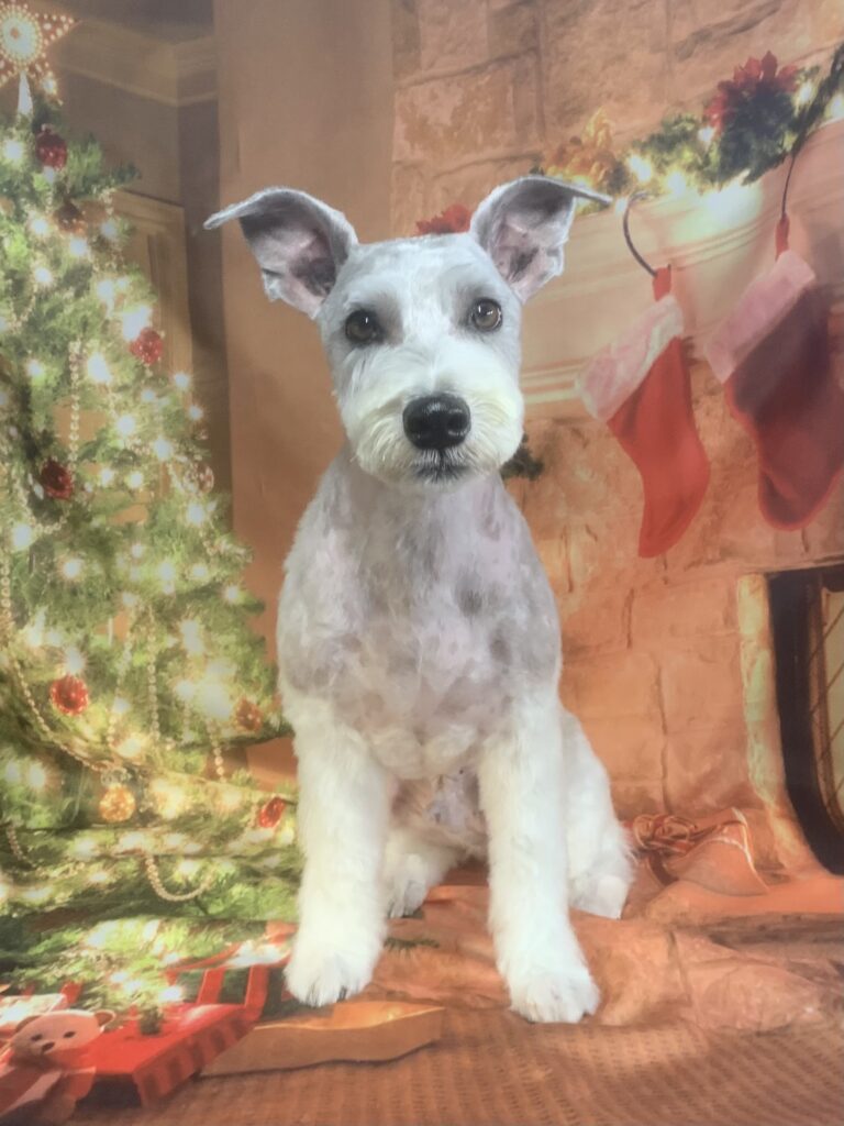 守谷市でトリミングです。アルルくん　(ミニチュアシュナウザー男の子　シャンプー＆カットコースです。)