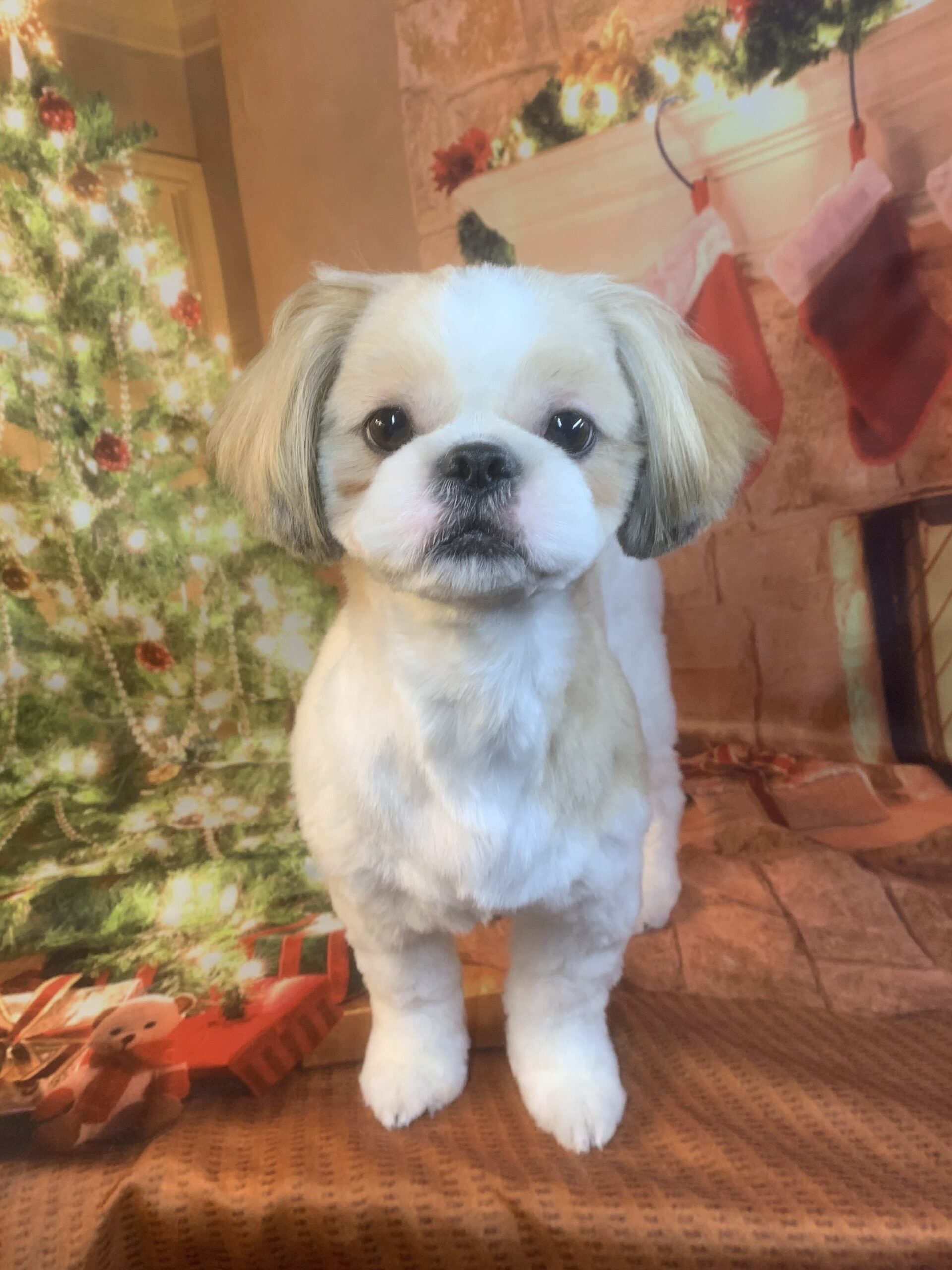 つくば市でトリミングです。りくくん　(シーズー男の子　シャンプー＆カットコースです。)