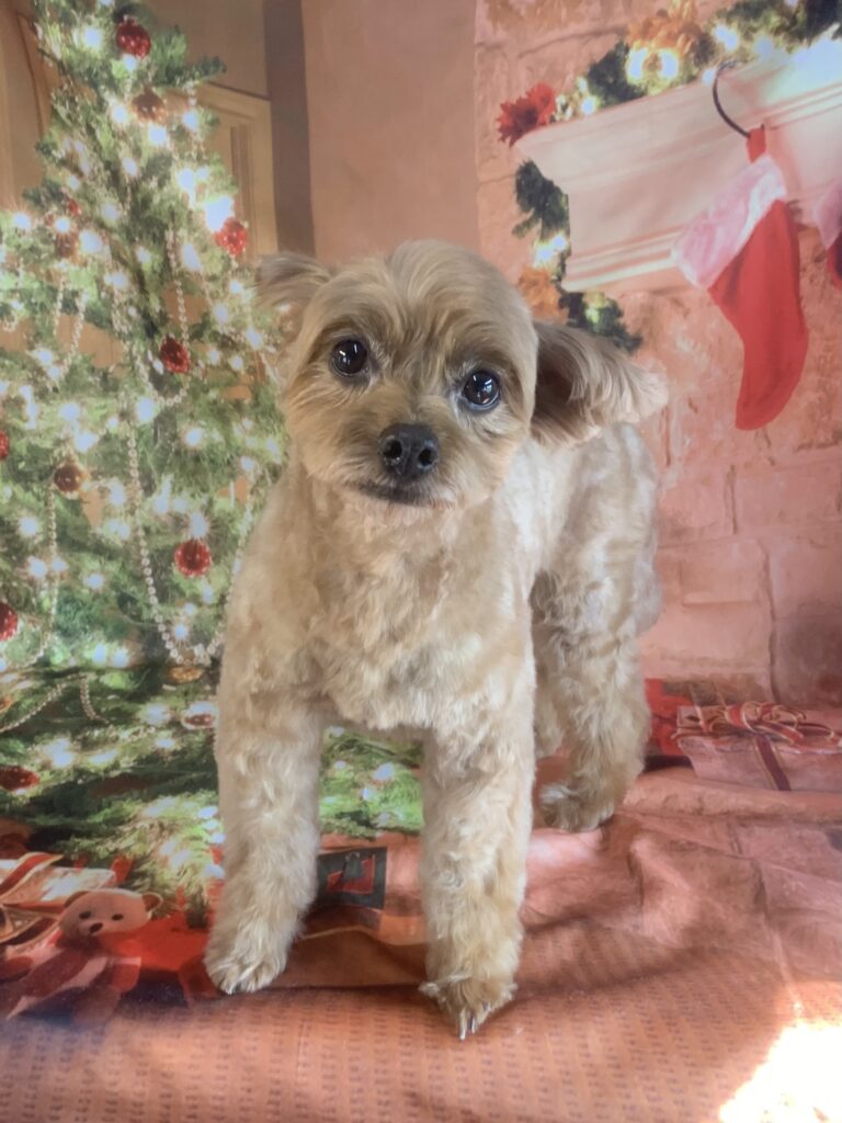 つくばみらい市でトリミングです。アランくん　(トイプードルＭＩＸ男の子　シャンプー＆カットコースです。)