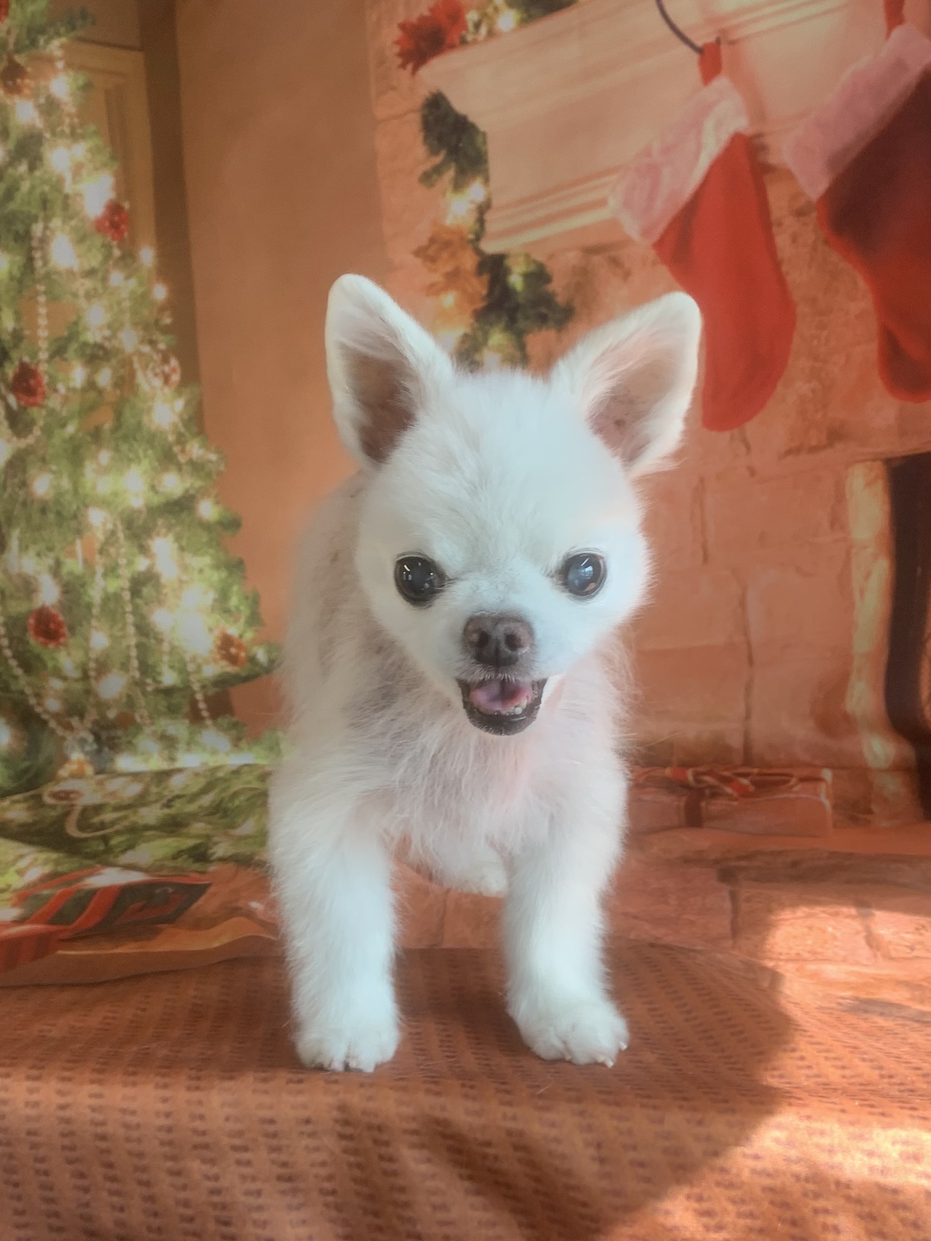 龍ヶ崎市でトリミングです。ドレミくん　(チワワ男の子　シャンプー＆カットコースです。)