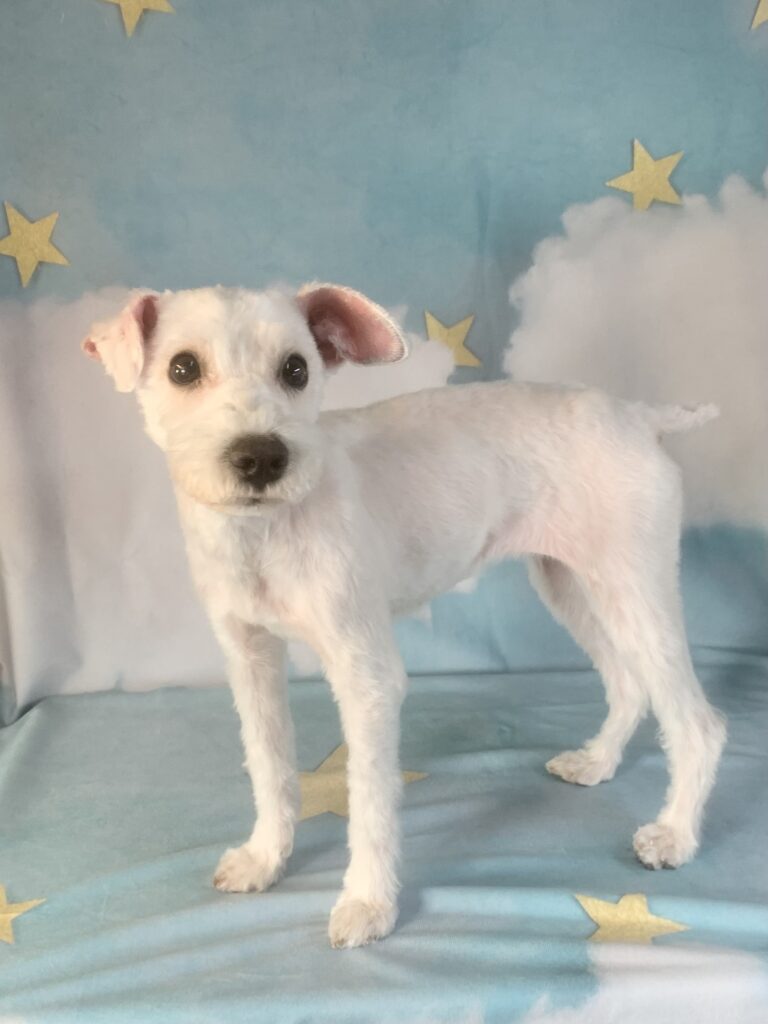 つくば市でトリミングです。ランちゃん　(ミニチュアシュナウザー女の子　シャンプー＆カットコースです。)