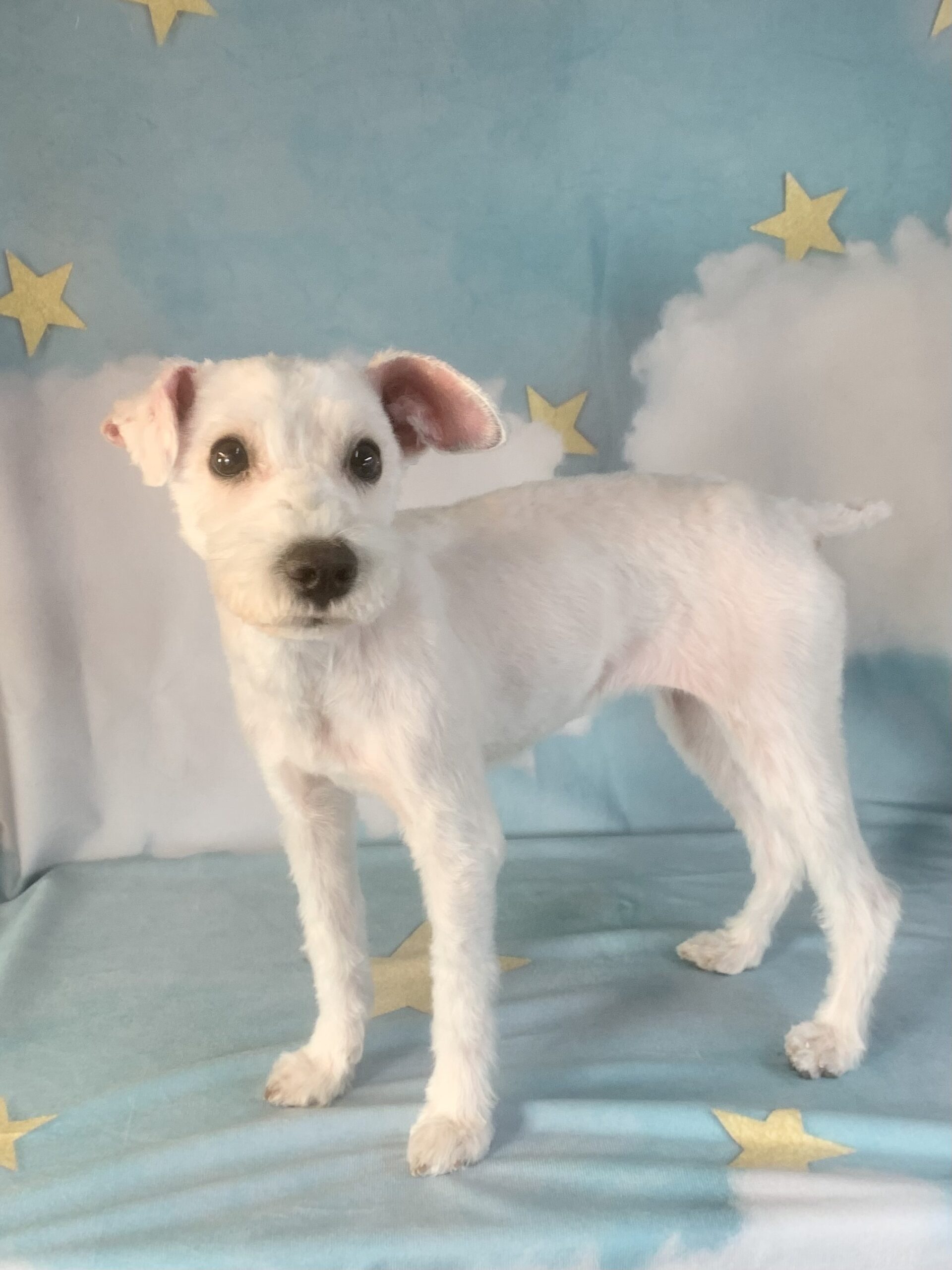 つくば市でトリミングです。ランちゃん　(ミニチュアシュナウザー女の子　シャンプー＆カットコースです。)