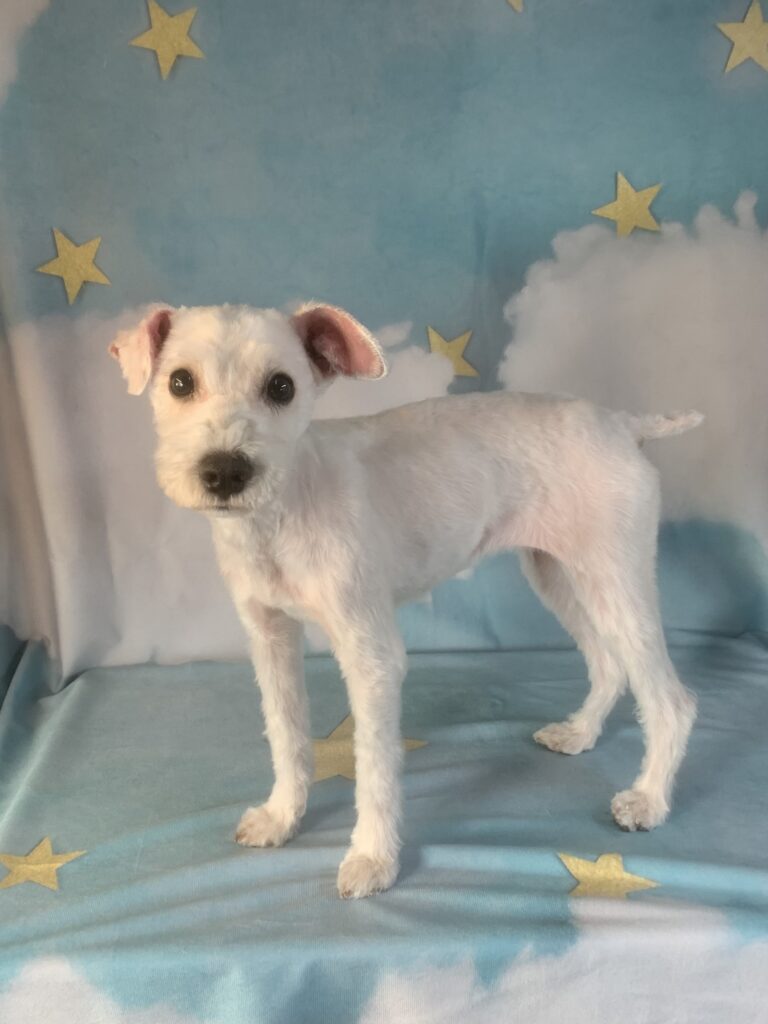 つくば市でトリミングです。ランちゃん　(ミニチュアシュナウザー女の子　シャンプー＆カットコースです。)