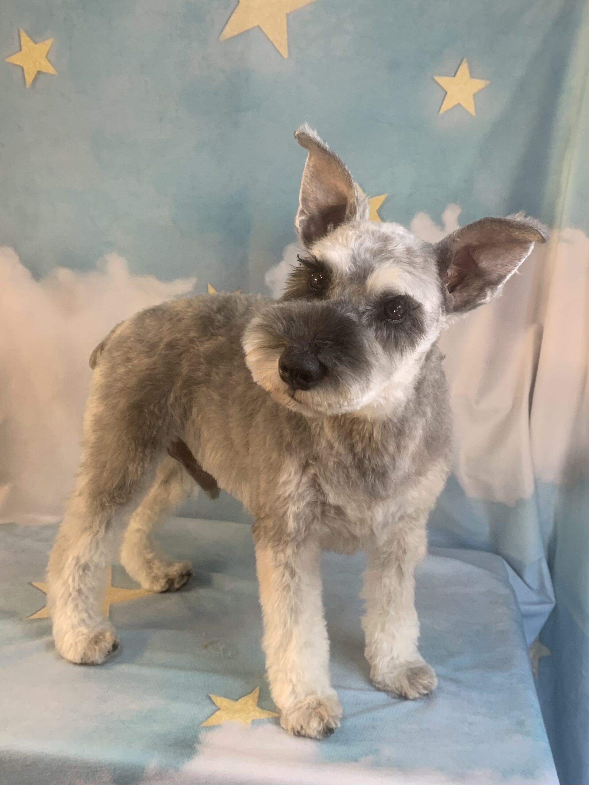 つくばみらい市でトリミングです。ルイくん　(ミニチュアシュナウザー男の子　シャンプー＆カットコースです。)