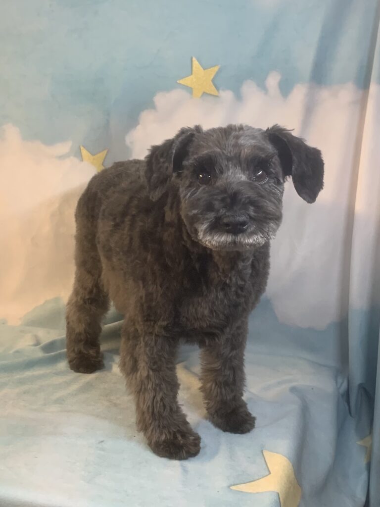 龍ヶ崎市でトリミングです。ココちゃん　(ミニチュアシュナウザー女の子　シャンプー＆カットコースです。)