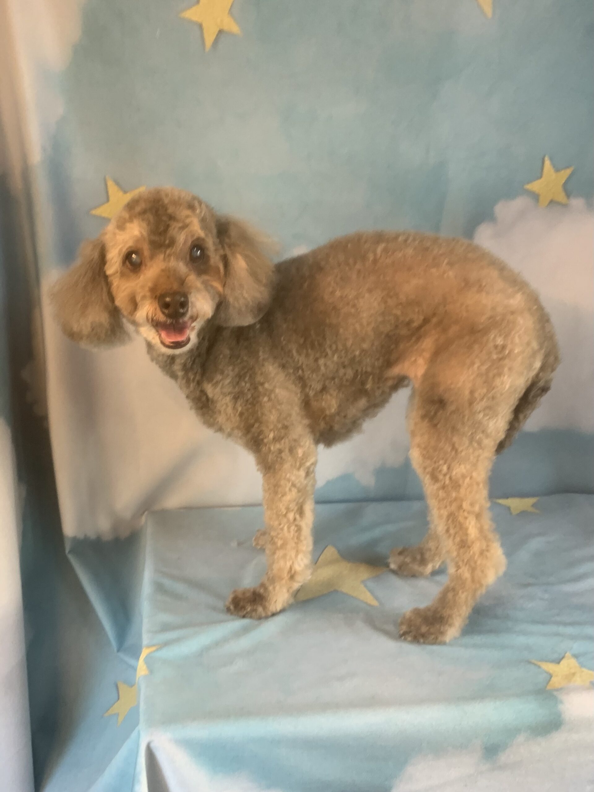 守谷市でトリミングです。ナツちゃん　(トイプードル女の子　シャンプー＆カットコースです。)