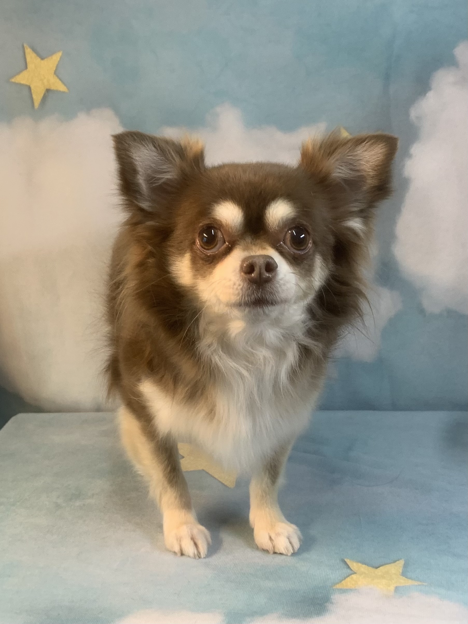 龍ヶ崎市でトリミングです。むぎちゃん　(チワワ女の子　(シャンプーコース)です。)