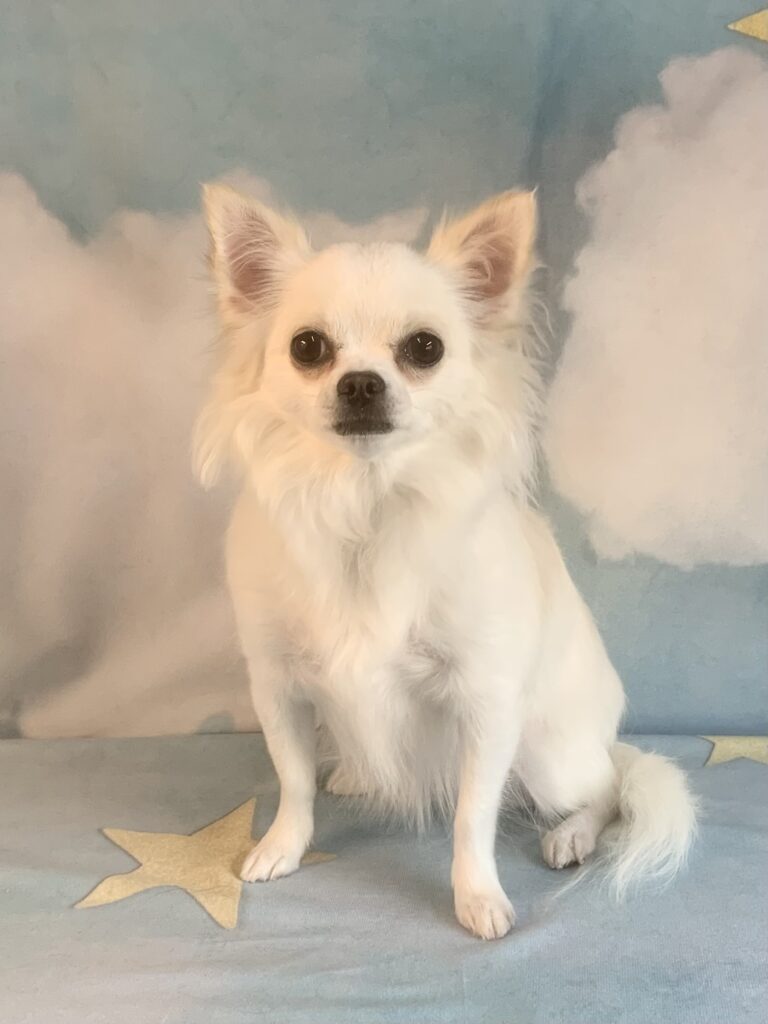 つくば市でトリミングです。ももちゃん　(チワワ女の子　(シャンプーコースです。))