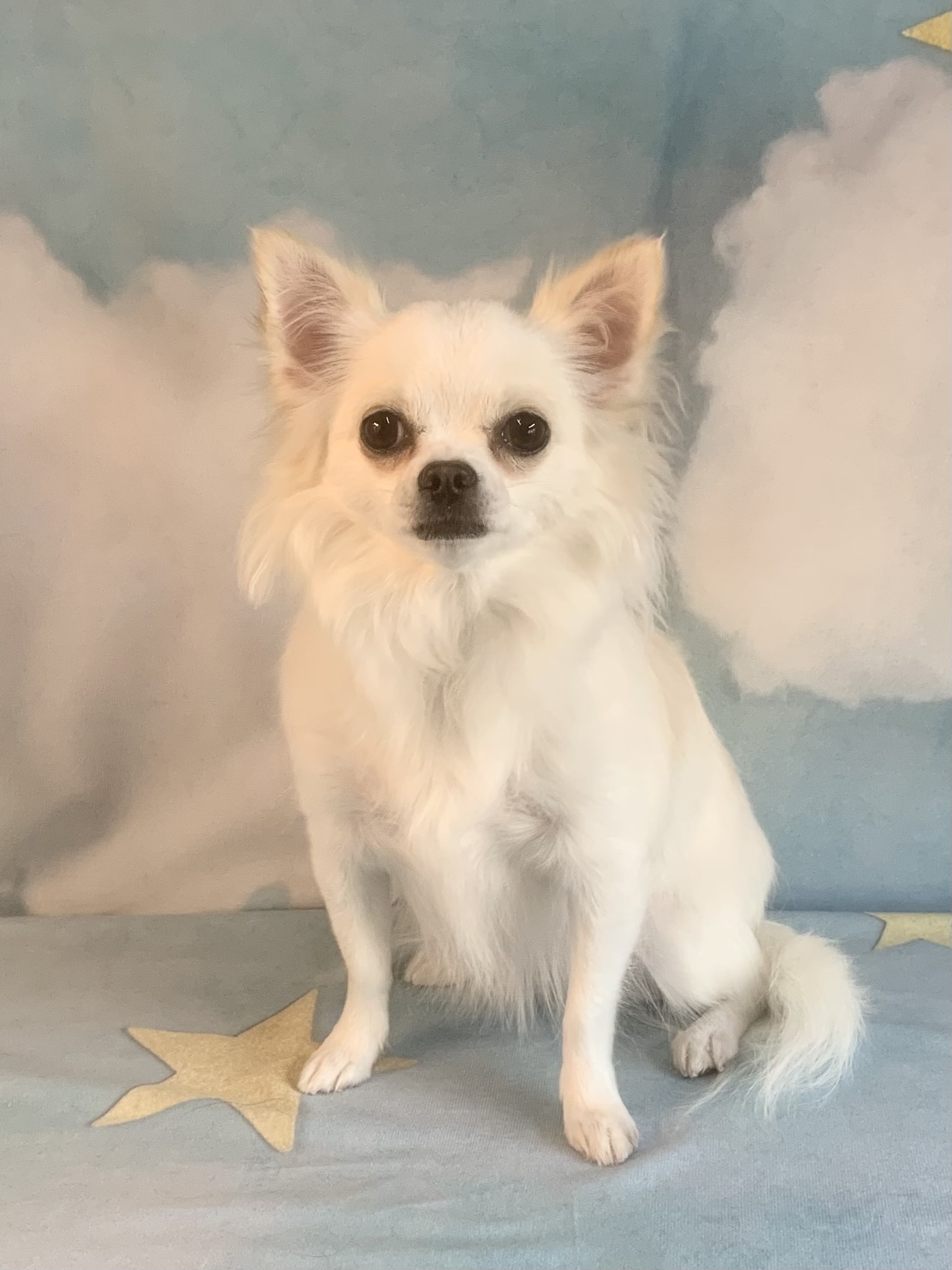 つくば市でトリミングです。ももちゃん　(チワワ女の子　(シャンプーコースです。))