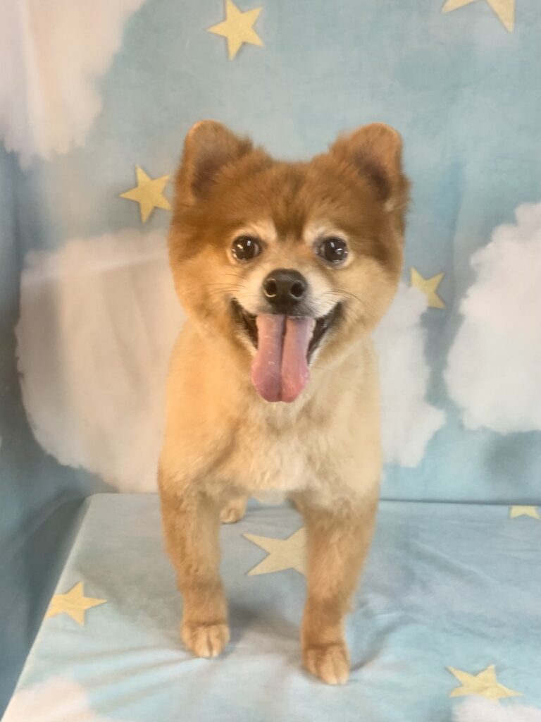 つくばみらい市でトリミングです。ポンくん　(ポメラニアン男の子　シャンプー＆カットコースです。)