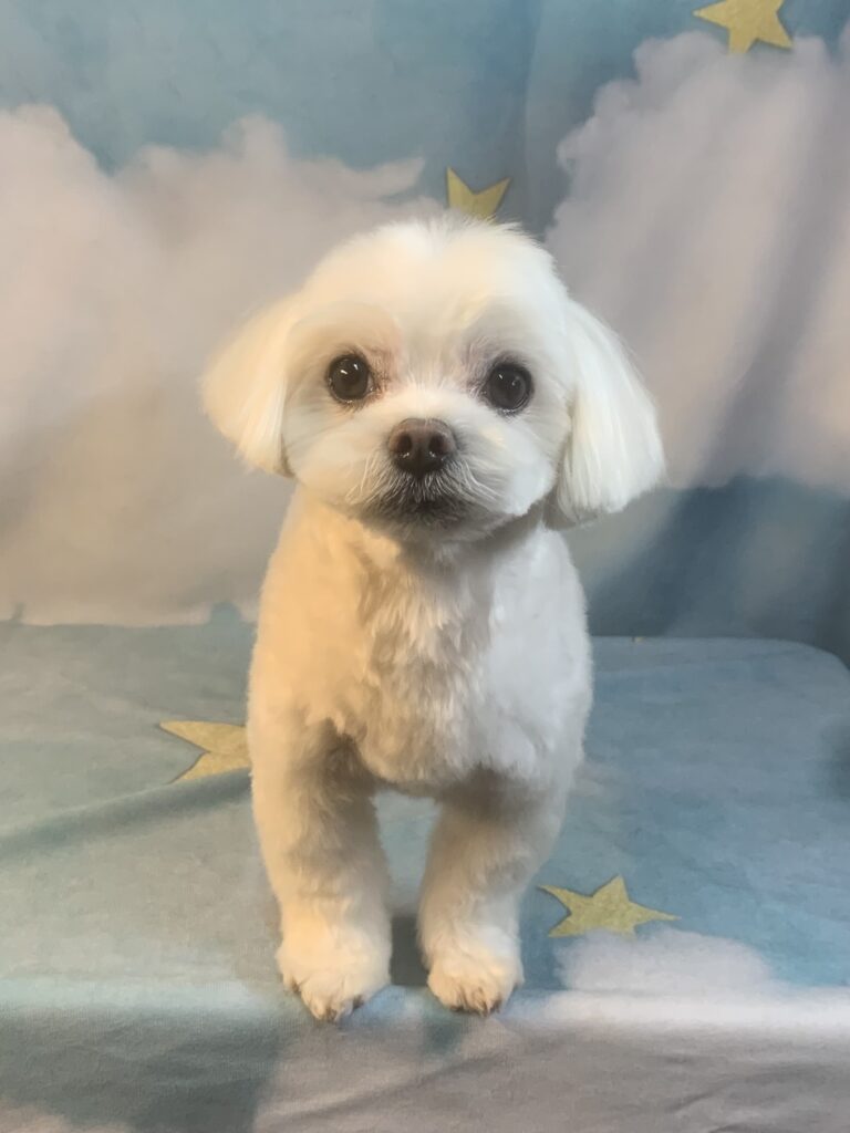 守谷市でトリミングです。八満くん　(マルチーズ男の子　シャンプー＆カットコースです。)