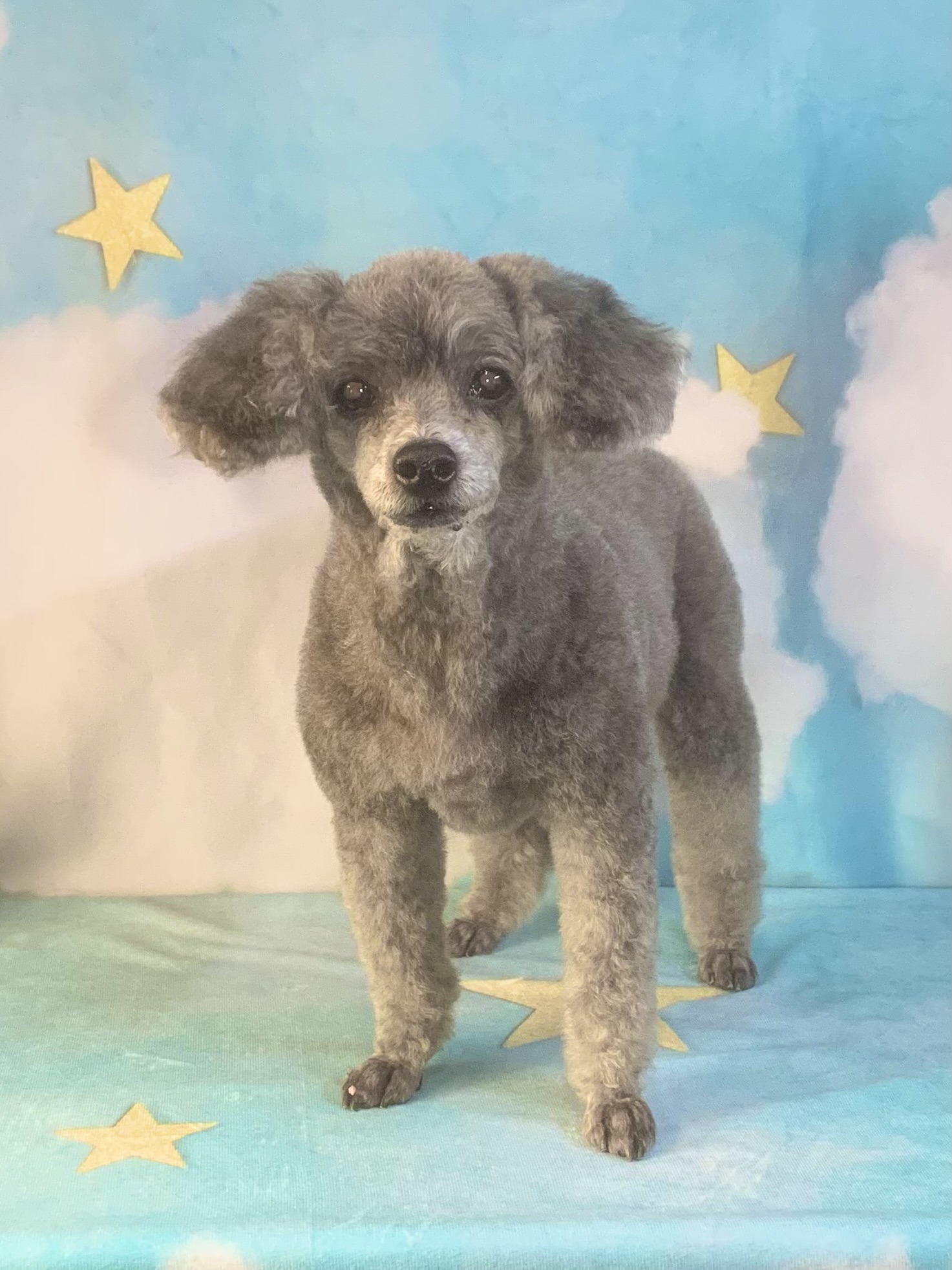 つくば市でトリミングです。ミランちゃん　(トイプードル女の子　シャンプー＆カットコースです。)