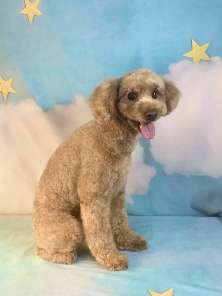 つくばみらい市でトリミングです。ロイくん　(トイプードル男の子　シャンプー＆カットコースです。)