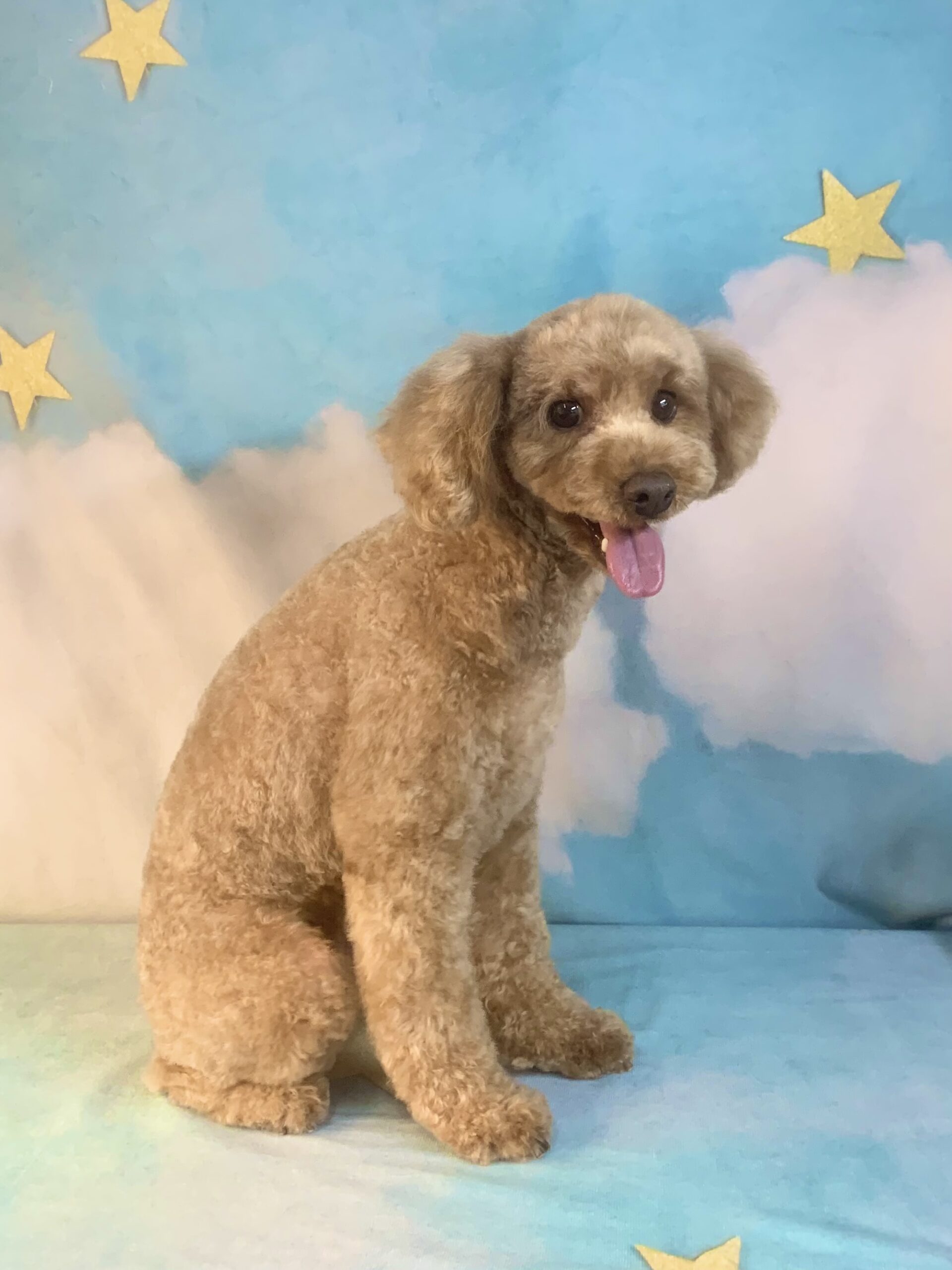 つくばみらい市でトリミングです。ロイくん　(トイプードル男の子　シャンプー＆カットコースです。)