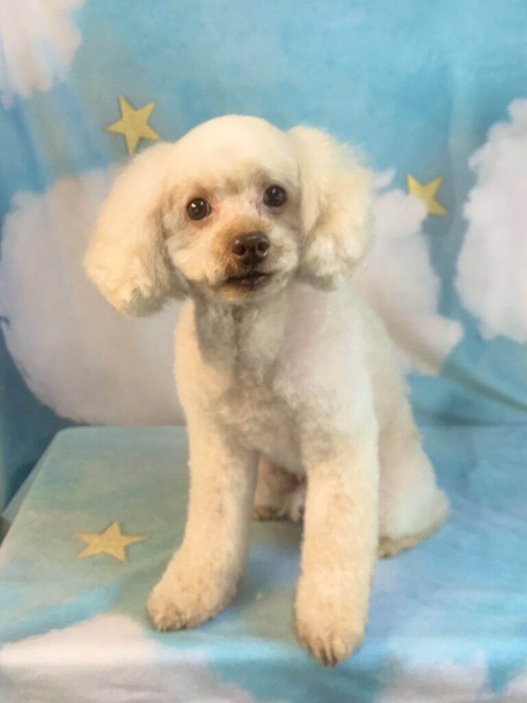 龍ヶ崎市でトリミングです。ハリーくん　(トイプードル男の子　シャンプー＆カットコースです。)