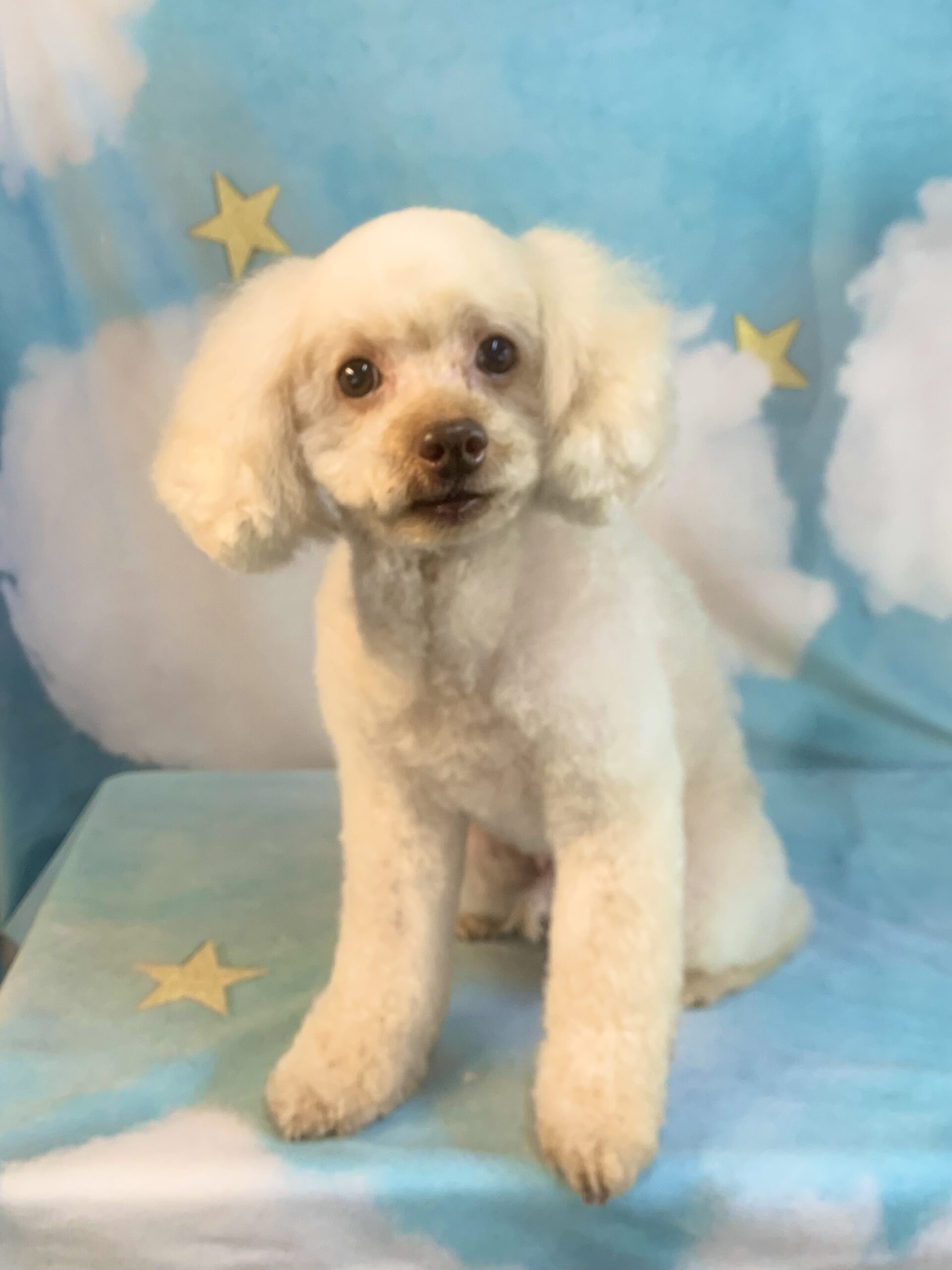 龍ヶ崎市でトリミングです。ハリーくん　(トイプードル男の子　シャンプー＆カットコースです。)