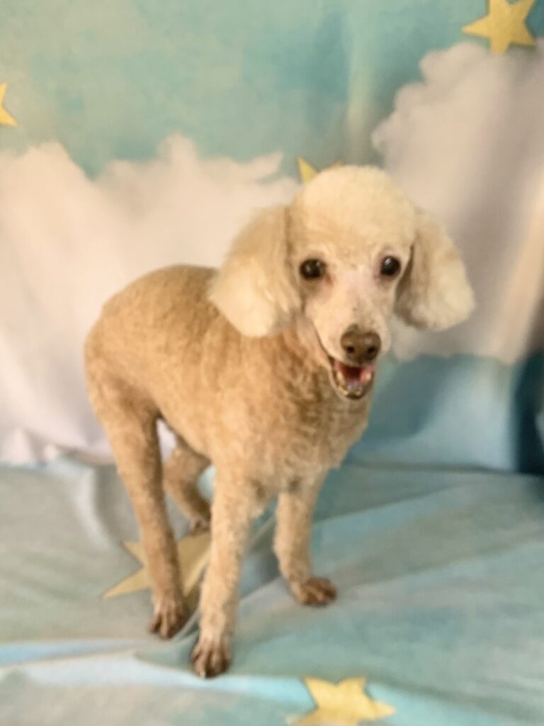 守谷市でトリミングです。さくらちゃん　(トイプードル女の子　シャンプー＆カットコースです。)