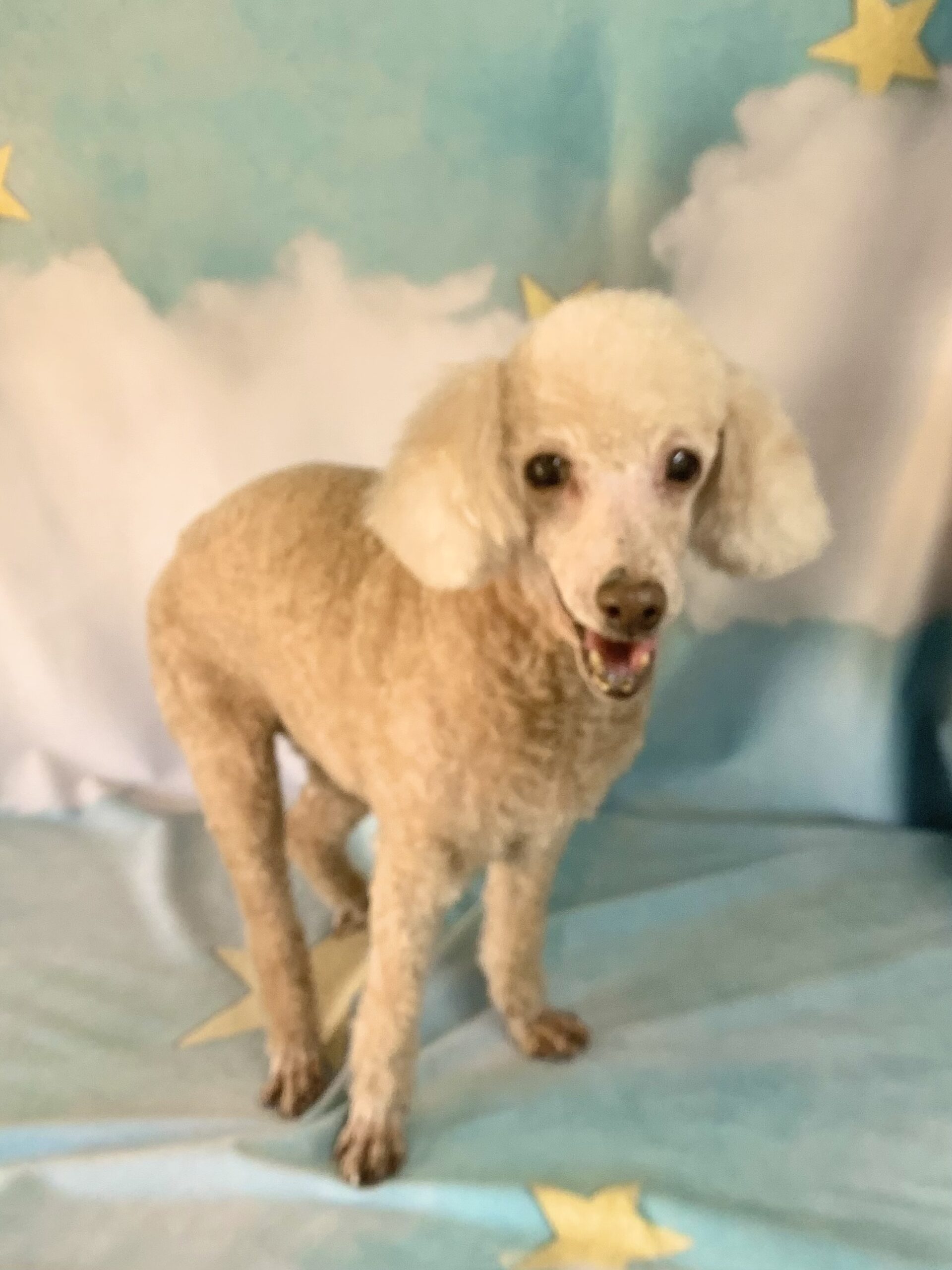 守谷市でトリミングです。さくらちゃん　(トイプードル女の子　シャンプー＆カットコースです。)