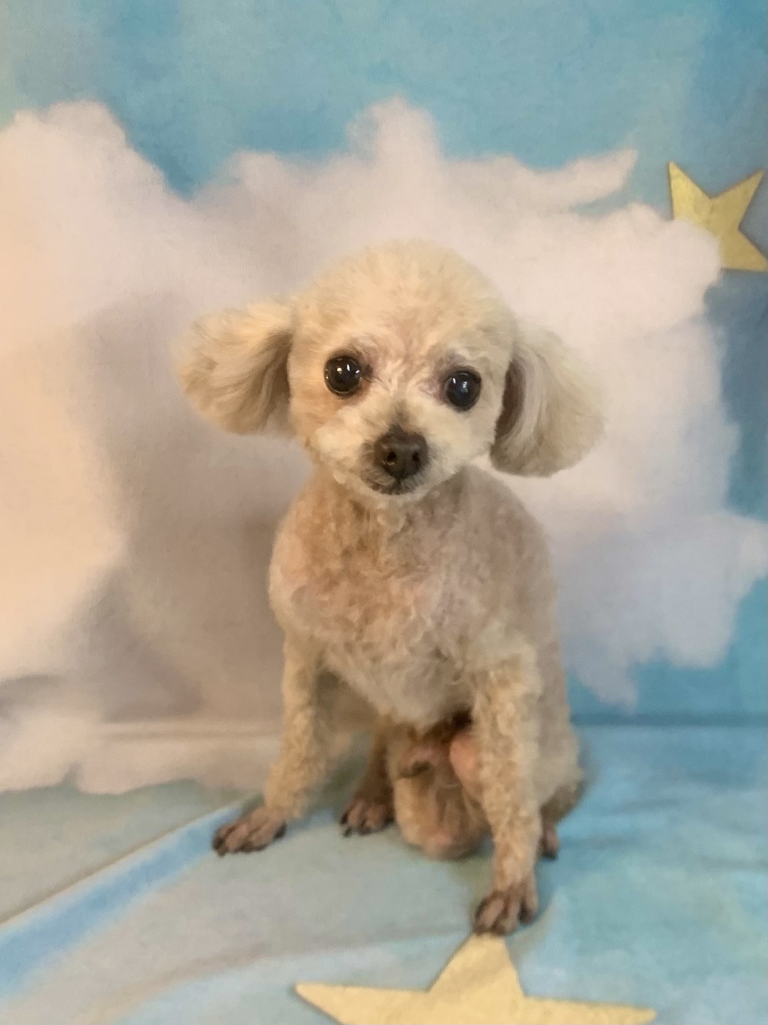 龍ヶ崎市でトリミングです。こてつくん　(トイプードル男の子　シャンプー＆カットコースです。)