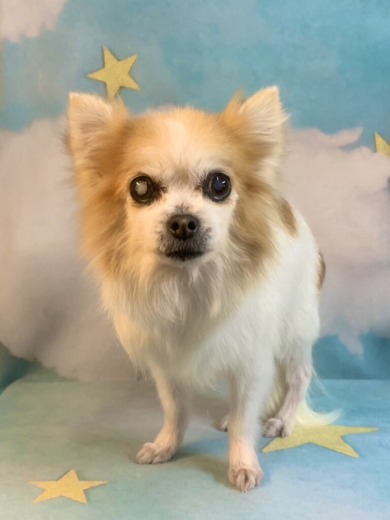 守谷市でトリミングです。柚ちゃん　(チワワ女の子　シャンプー＆部分カットコースです。)